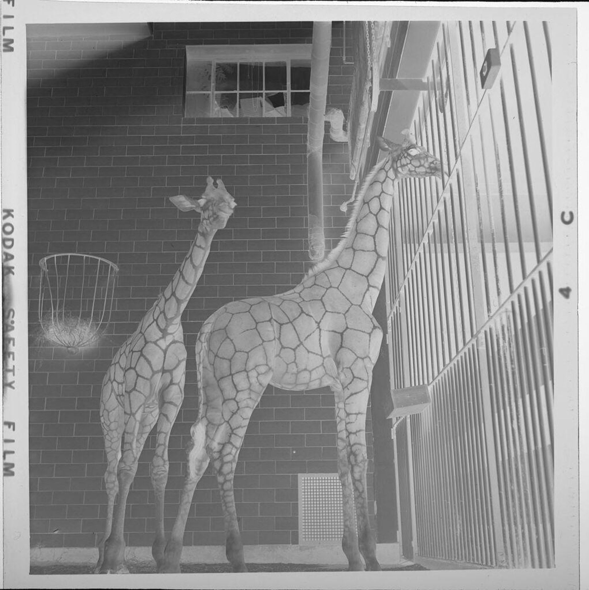 Untitled (two giraffes in zoo) by Jack Gould