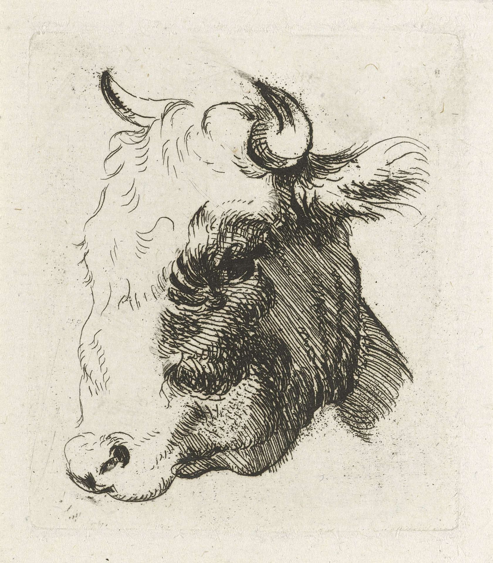 Studieblad met een koeienkop by D. Merrem