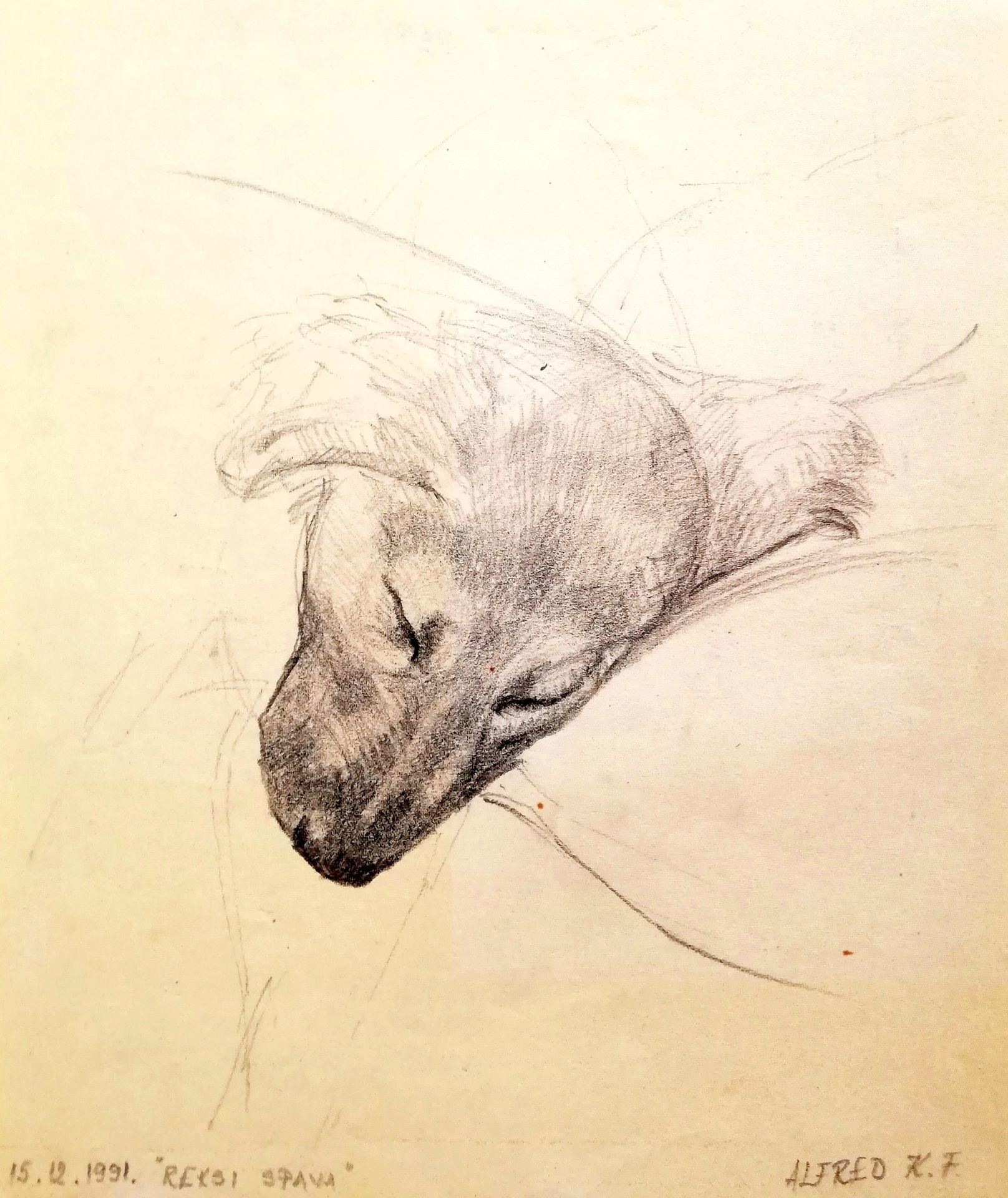 Reksi sleeps by Alfred Freddy Krupa