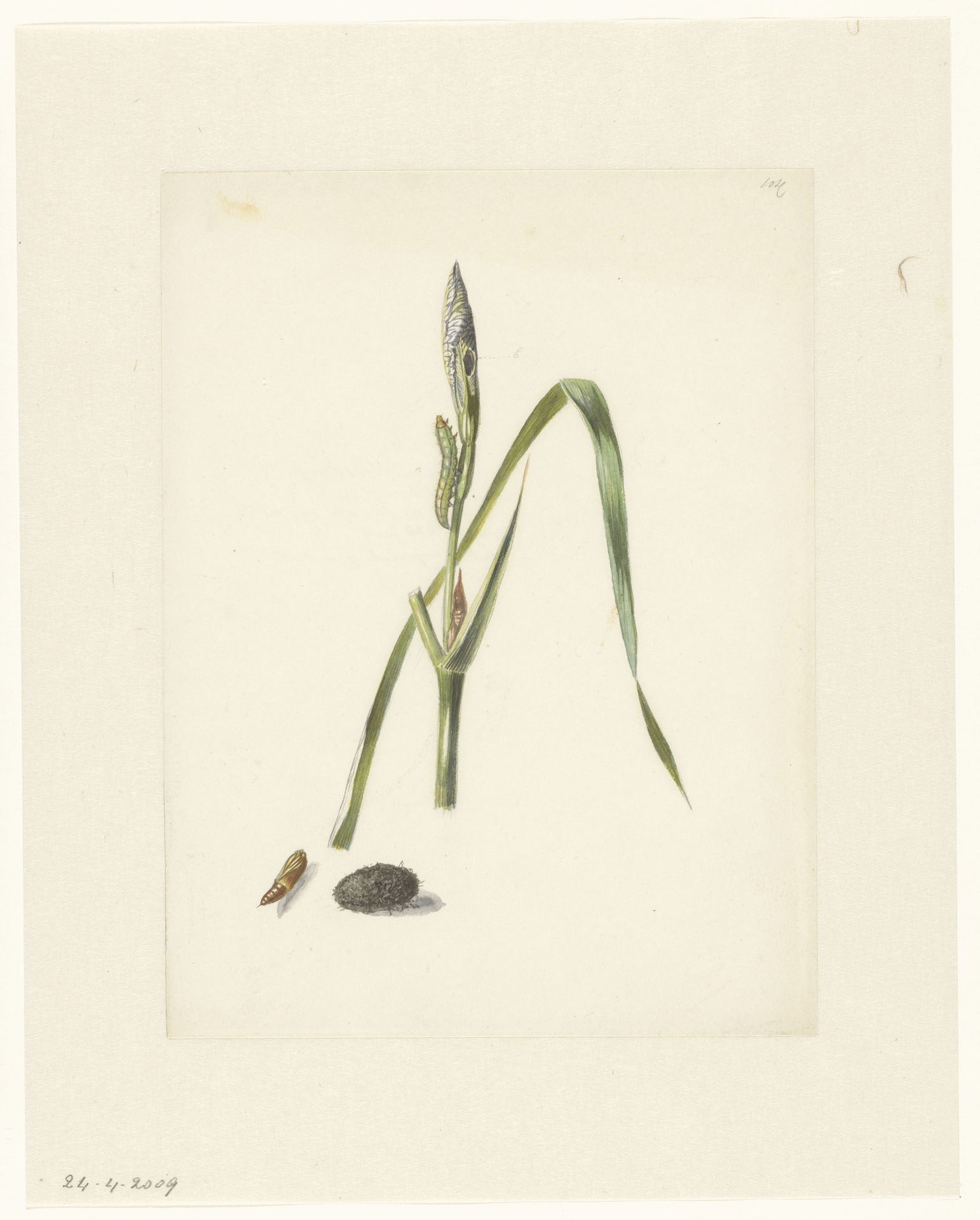 Studie van Iris met rups, eronder een cocon en ingesponnen rups by Albertus Steenbergen
