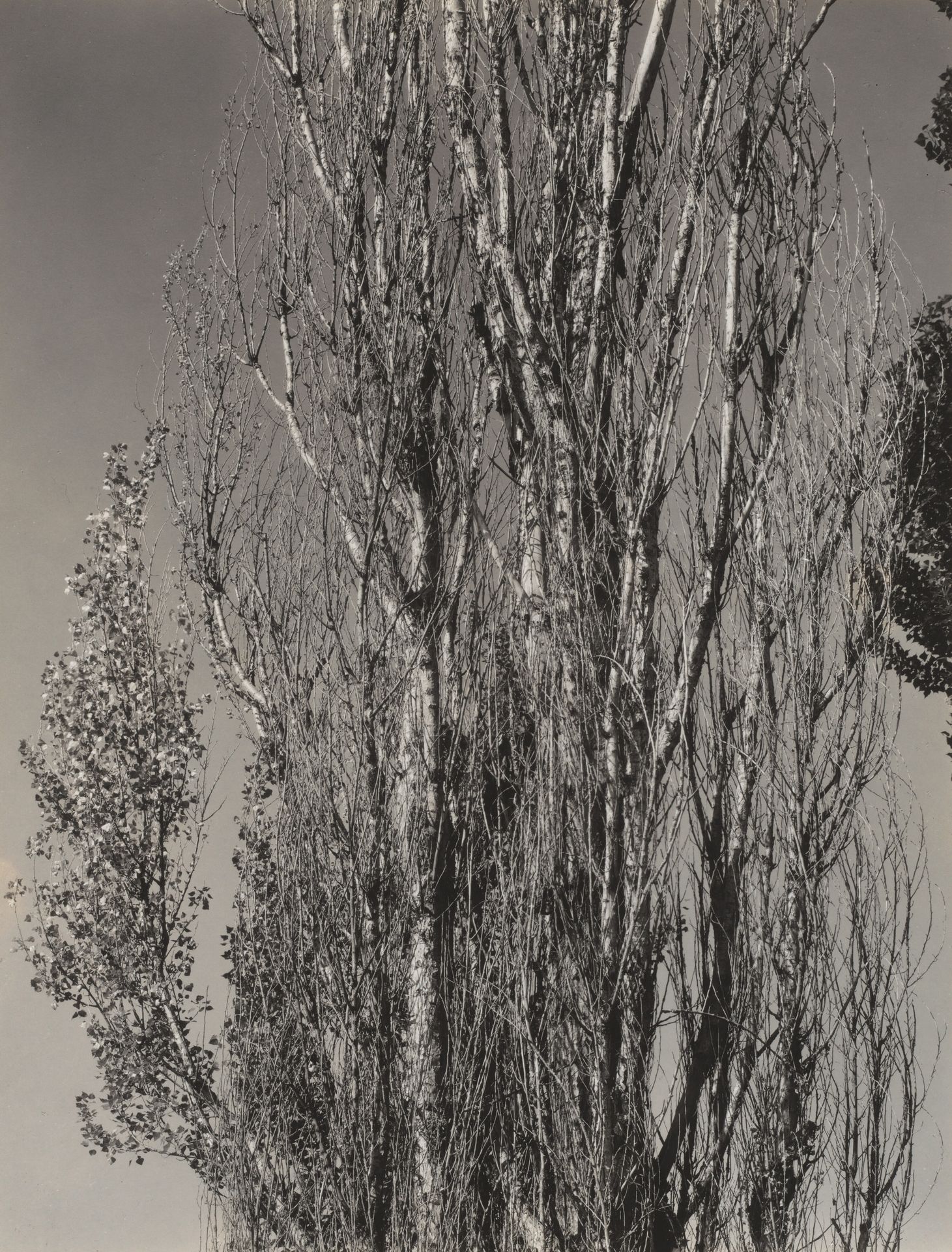 Poplars—Lake George by Alfred Stieglitz