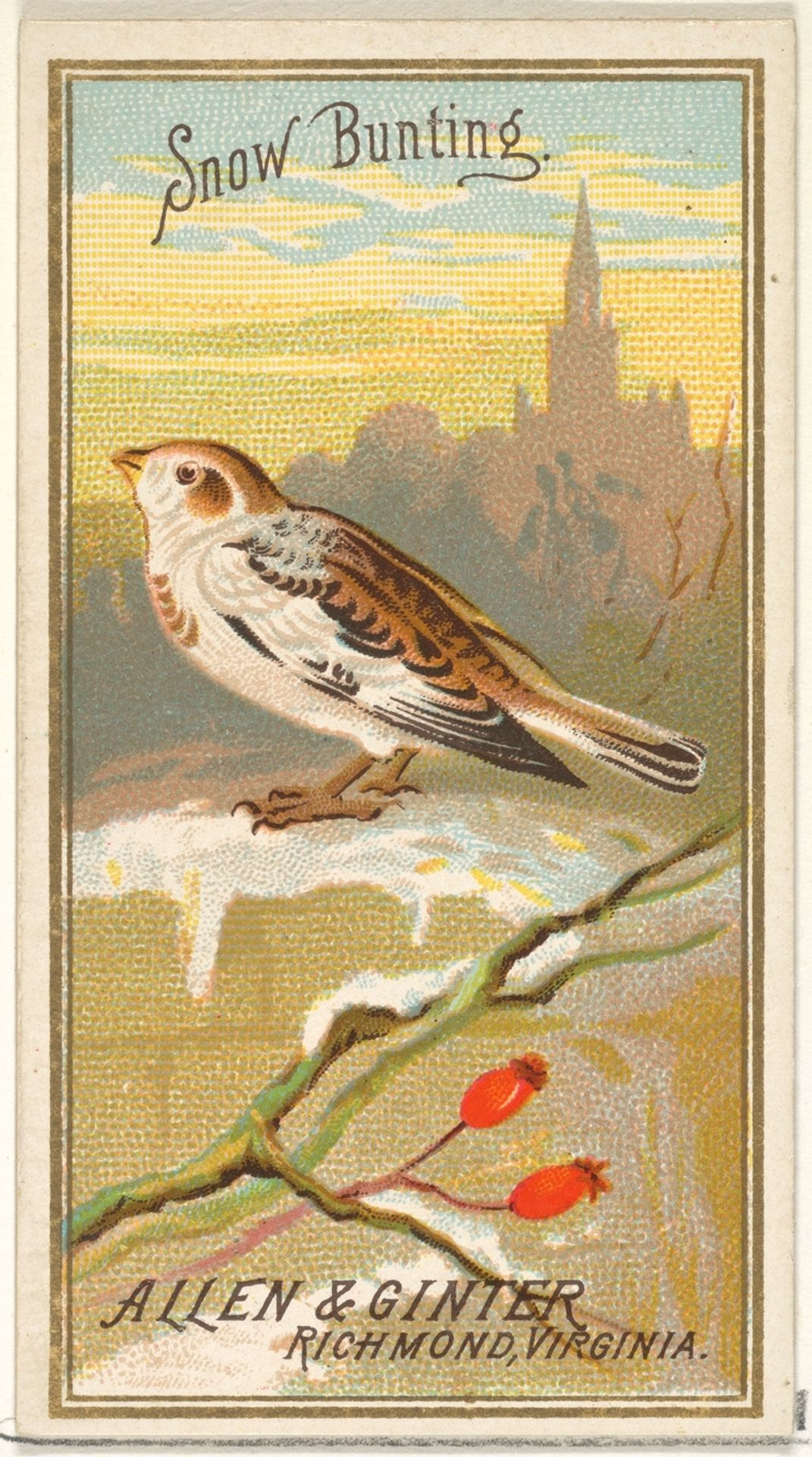 Snow Bunting, from the Birds of America series (N4) for Allen & Ginter Cigarettes Brands by Allen & Ginter