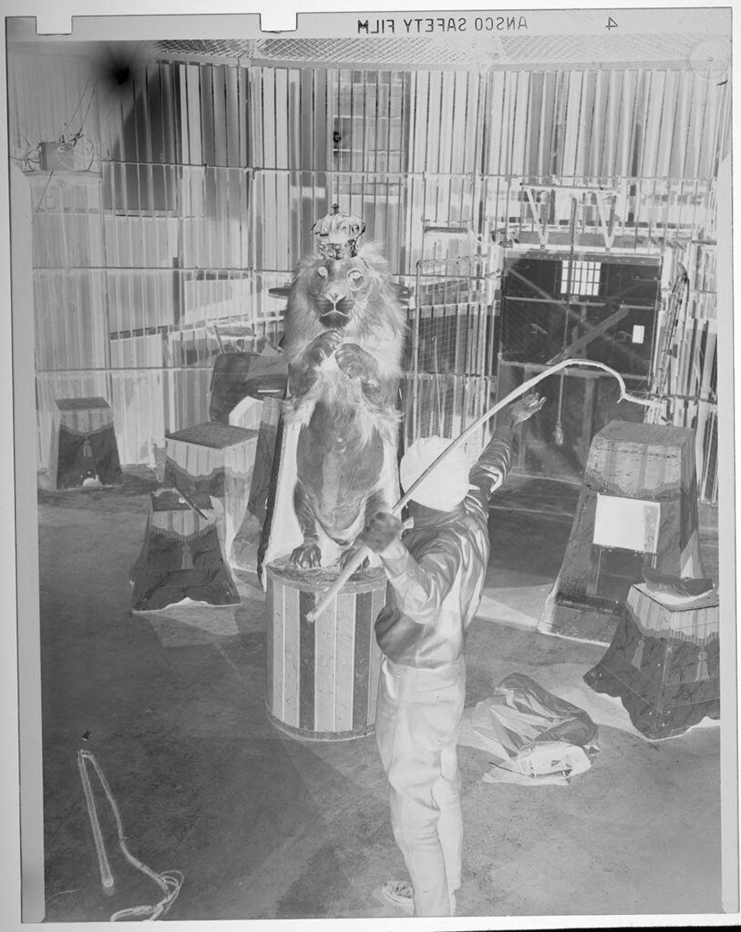 Untitled (lion standing on hind legs wearing corwn; trainer with whip) by Jack Gould