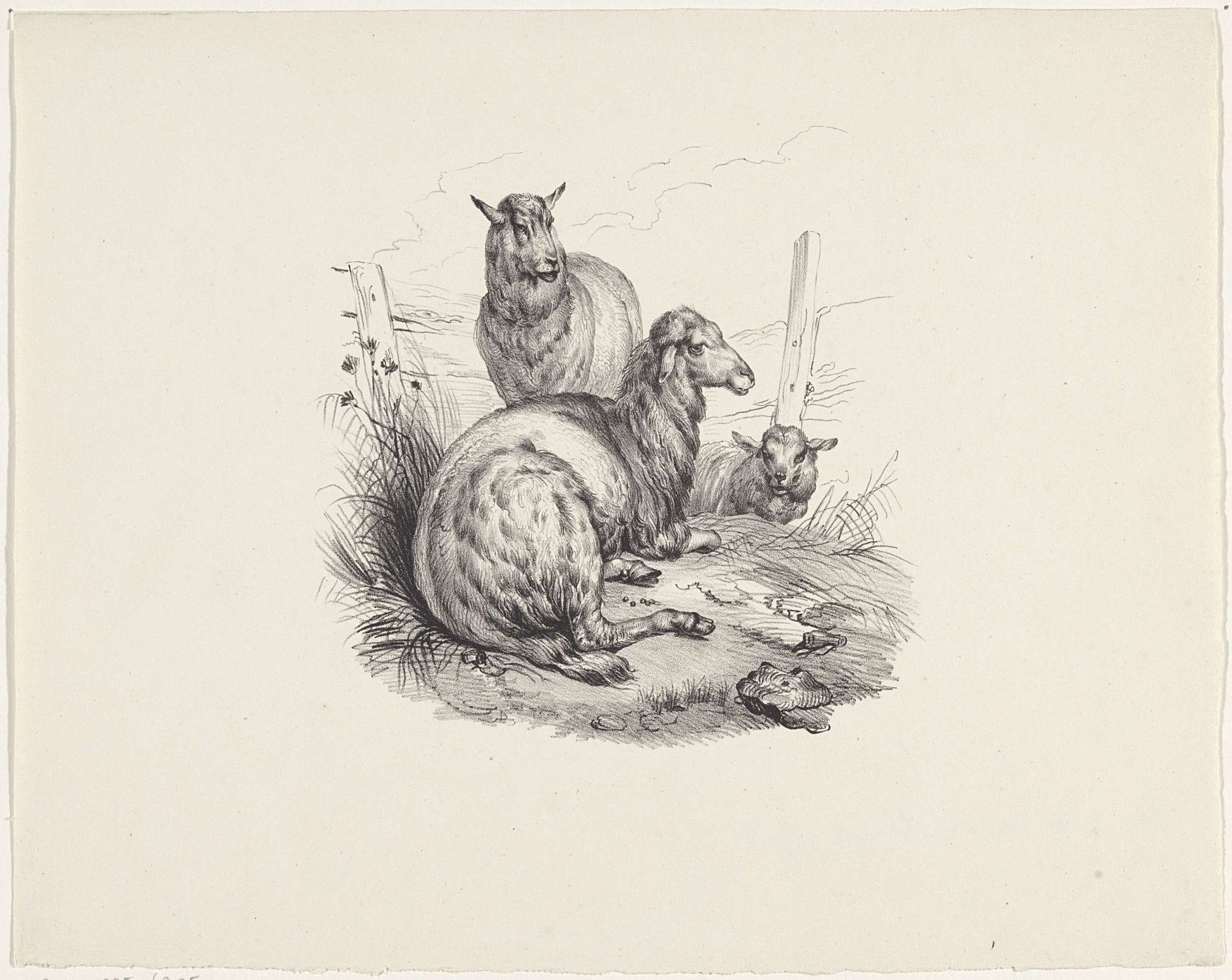 Drie schapen bij een hek by Anonymous