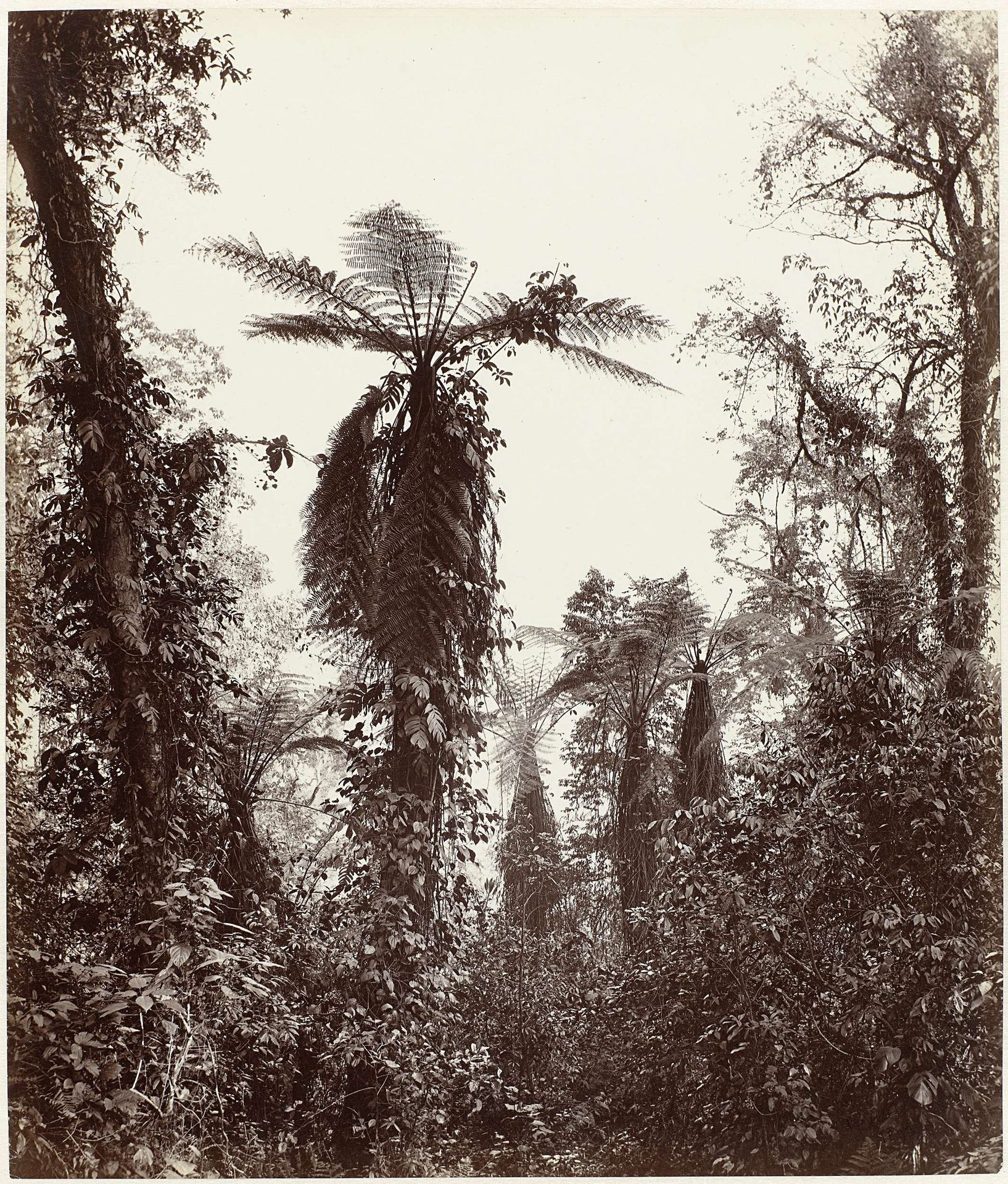 Tree ferns in Darjeeling, West Bengal, India by Samuel Bourne