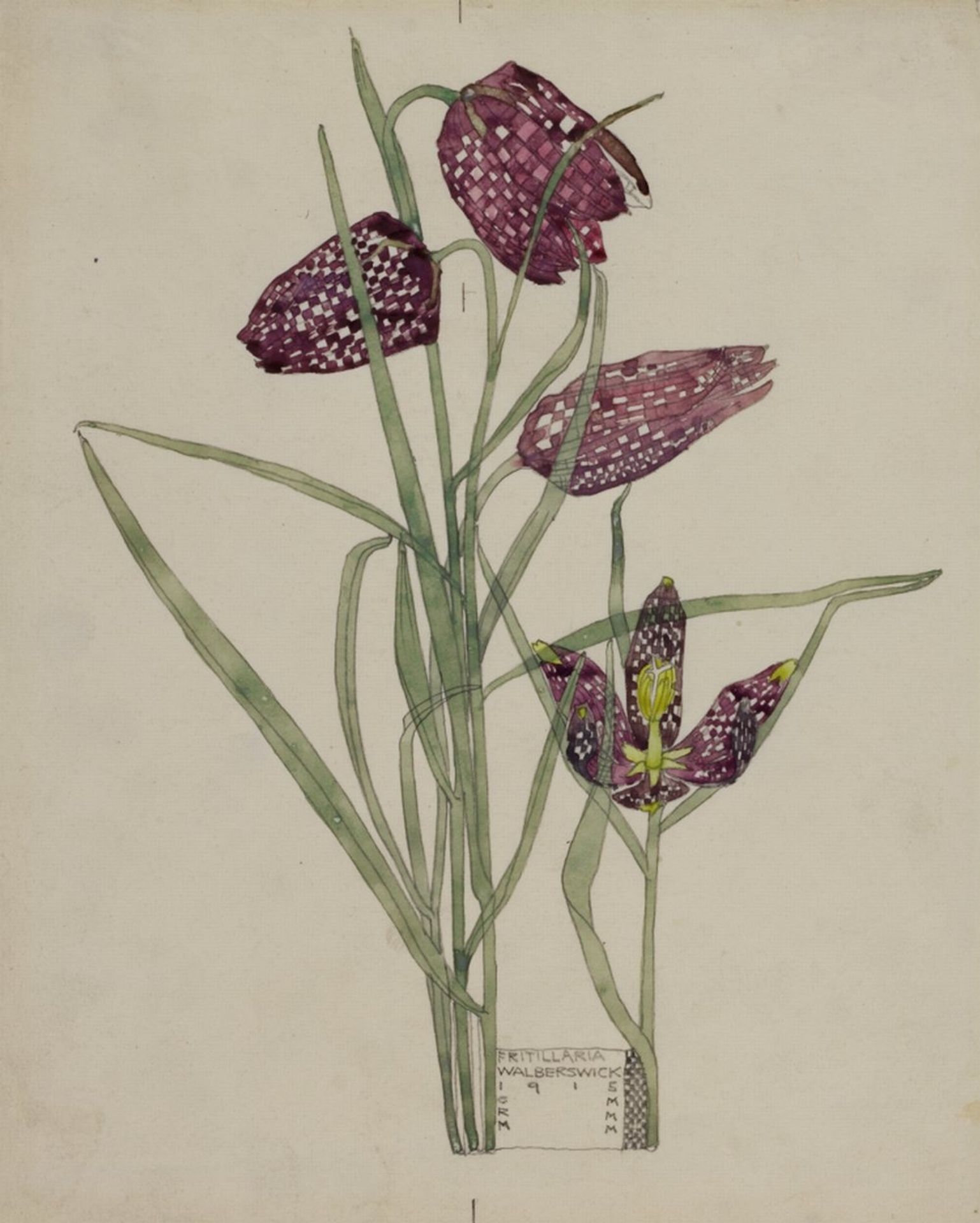 Fritillaria by Charles Rennie Mackintosh