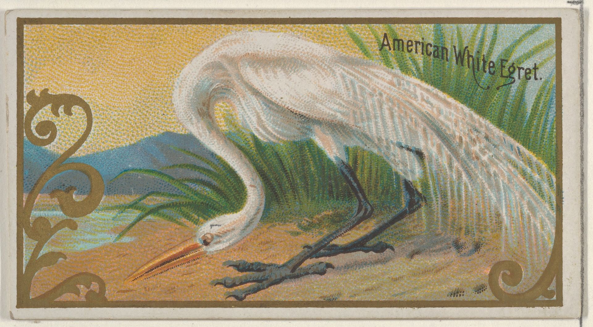 American White Egret, from the Game Birds series (N13) for Allen & Ginter Cigarettes Brands by Allen & Ginter