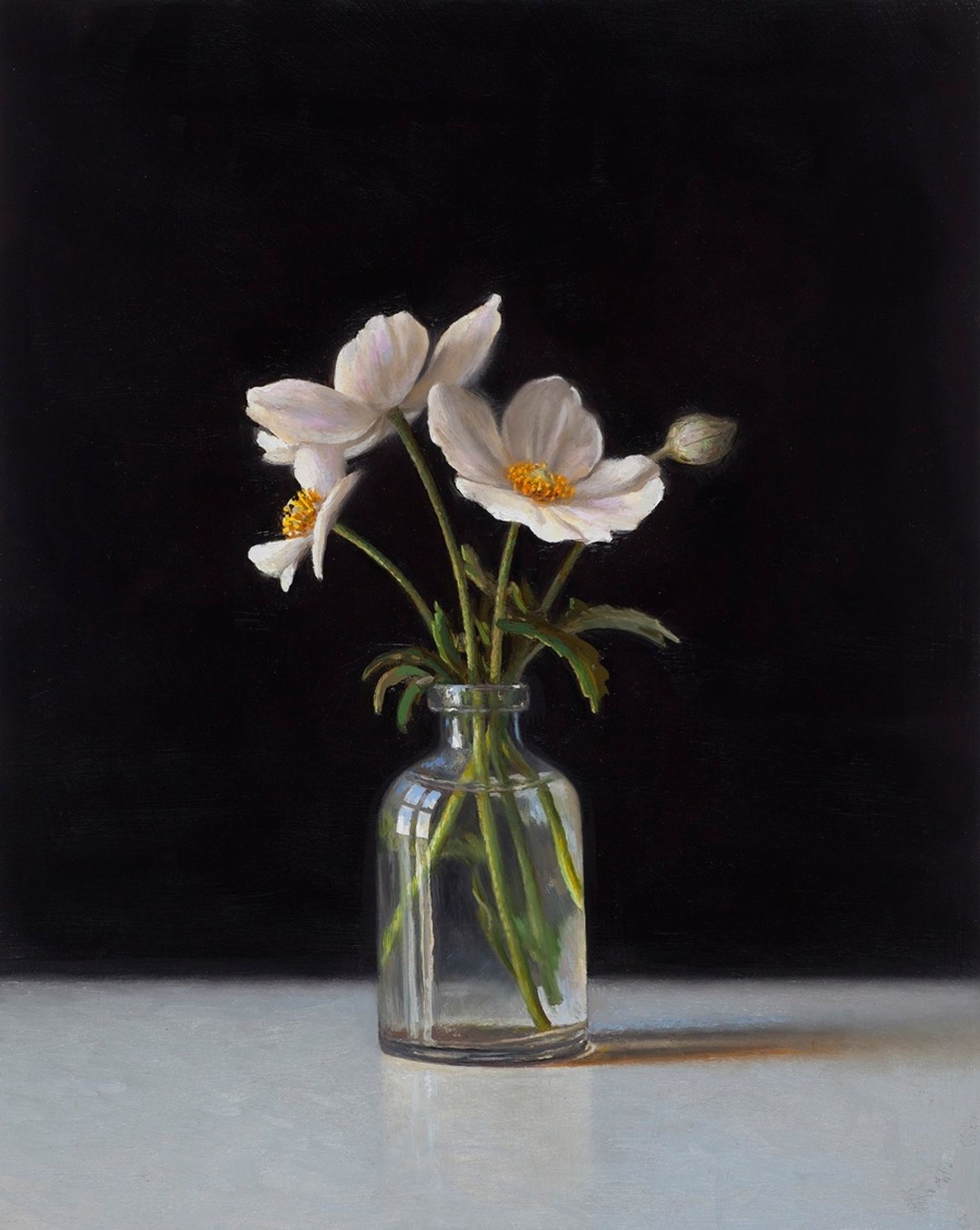 Snowdrop Anemone by Scott Fraser