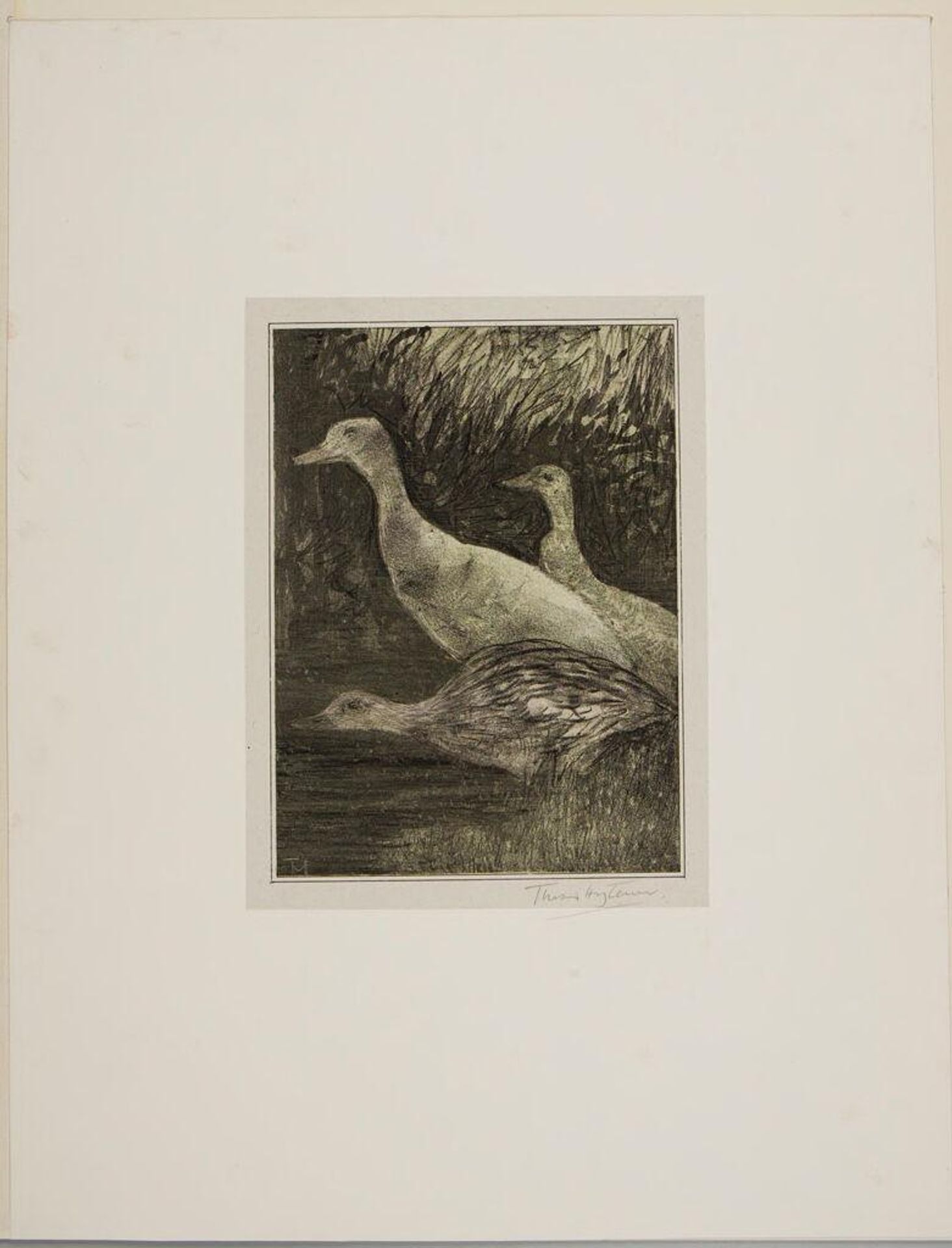 Three Birds by Theo van Hoytema