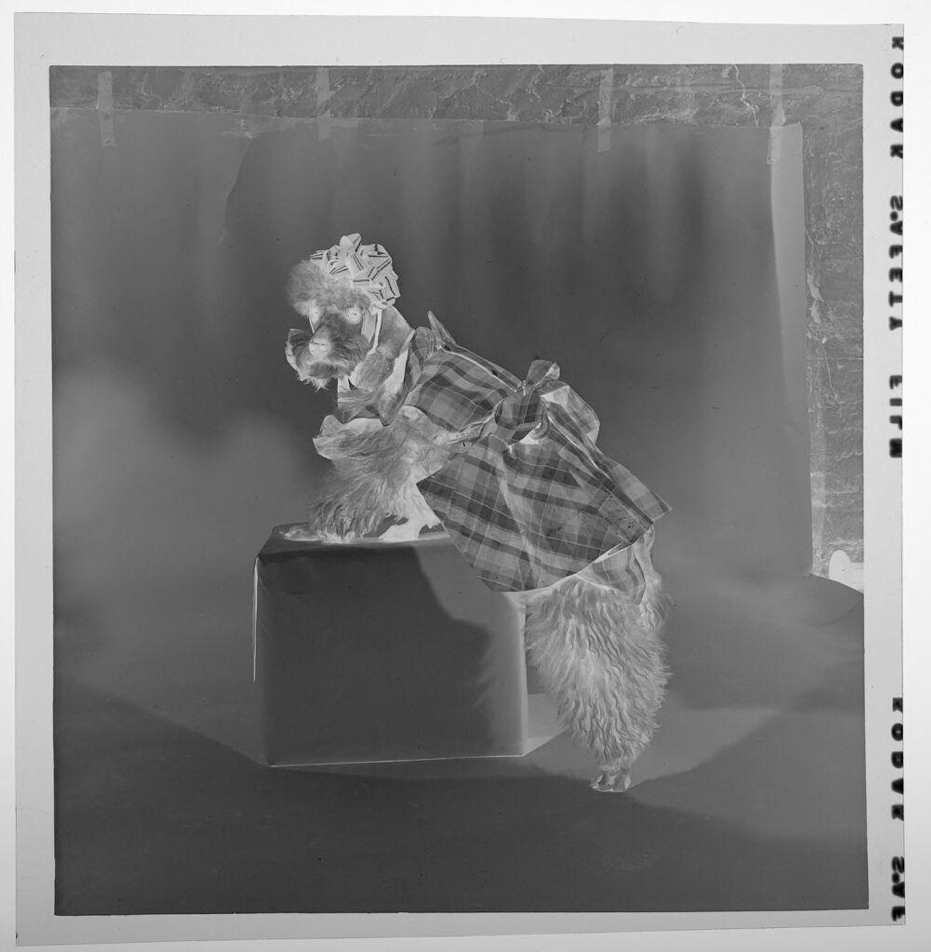 Untitled (poodle wearing plaid dress perching on box) by Jack Gould