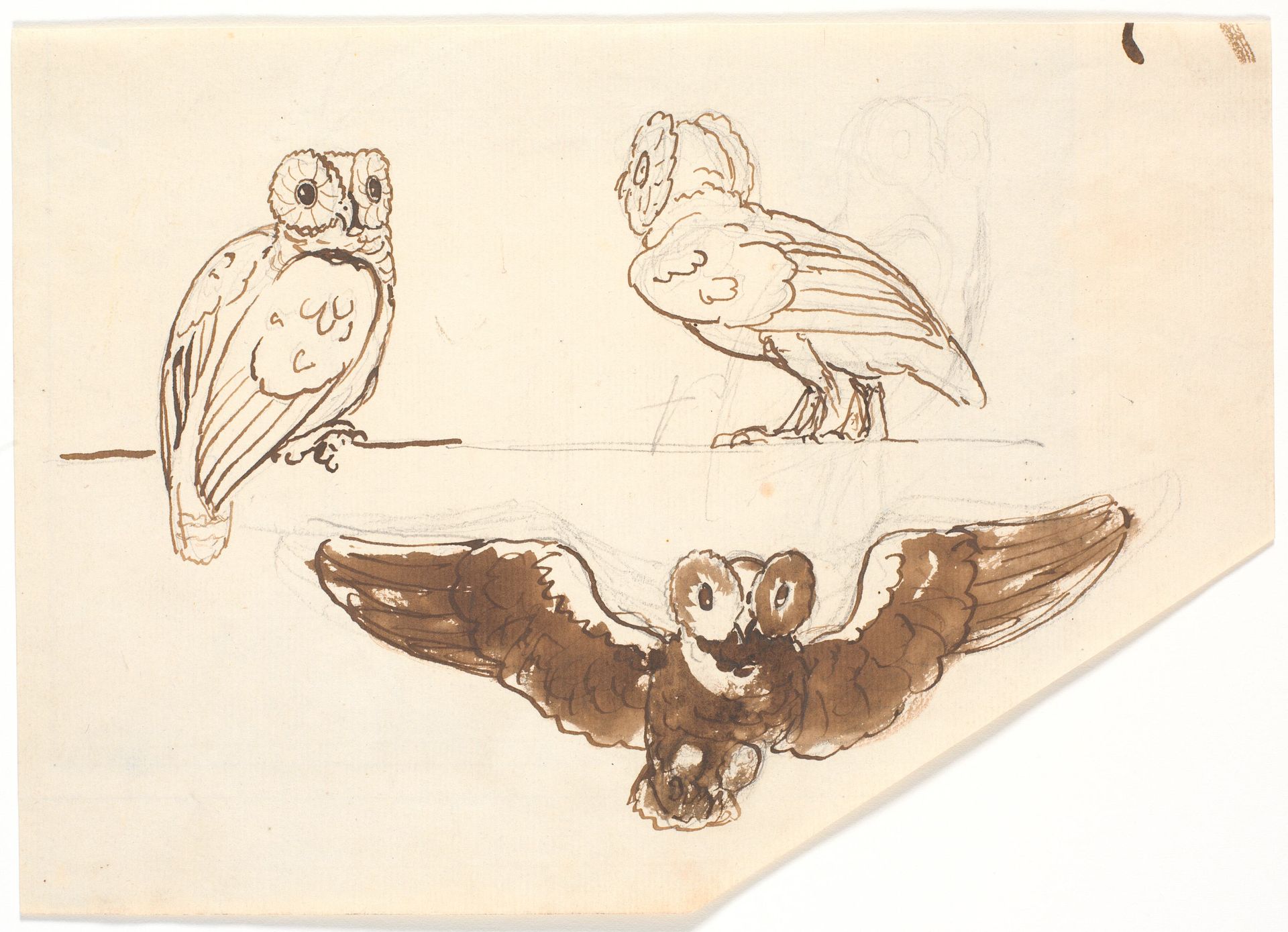 Studie af tre ugler by Nicolai Abildgaard