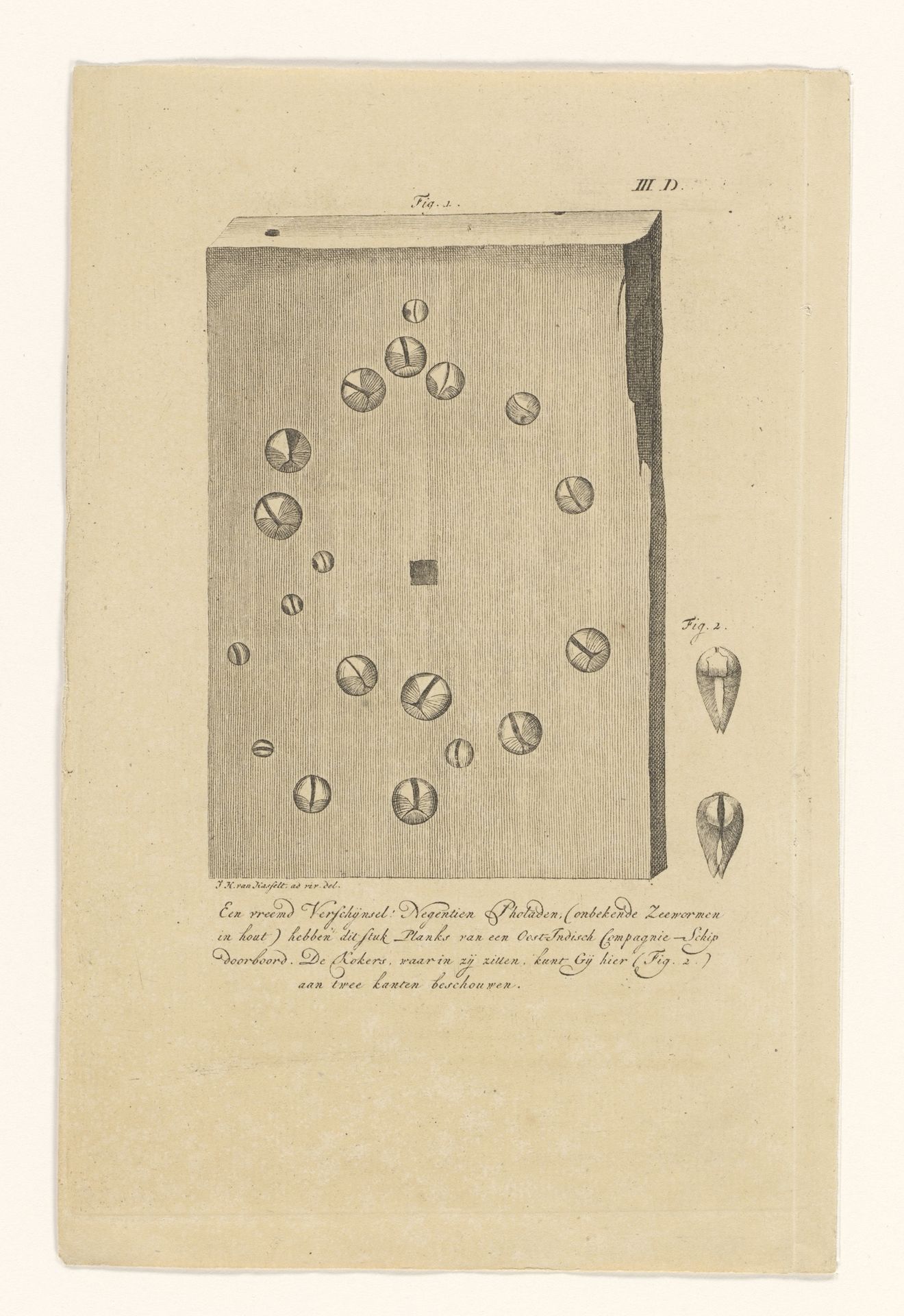 Houten plank van een schip van de Oost-Indische Compagnie met zeewormen by Anonymous