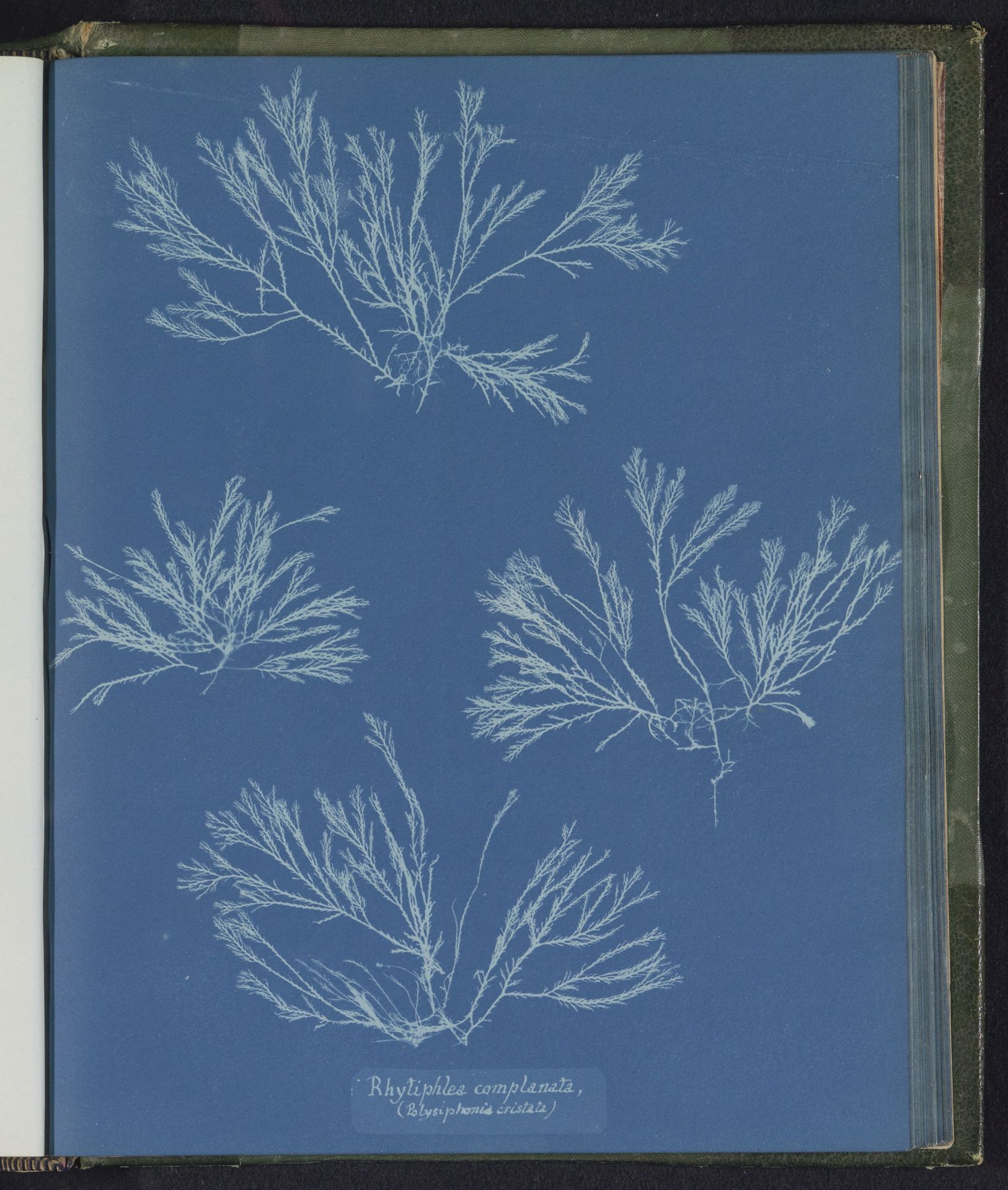 Rhytiphlea complanata / (Polysiphonia cristata) by Anna Atkins