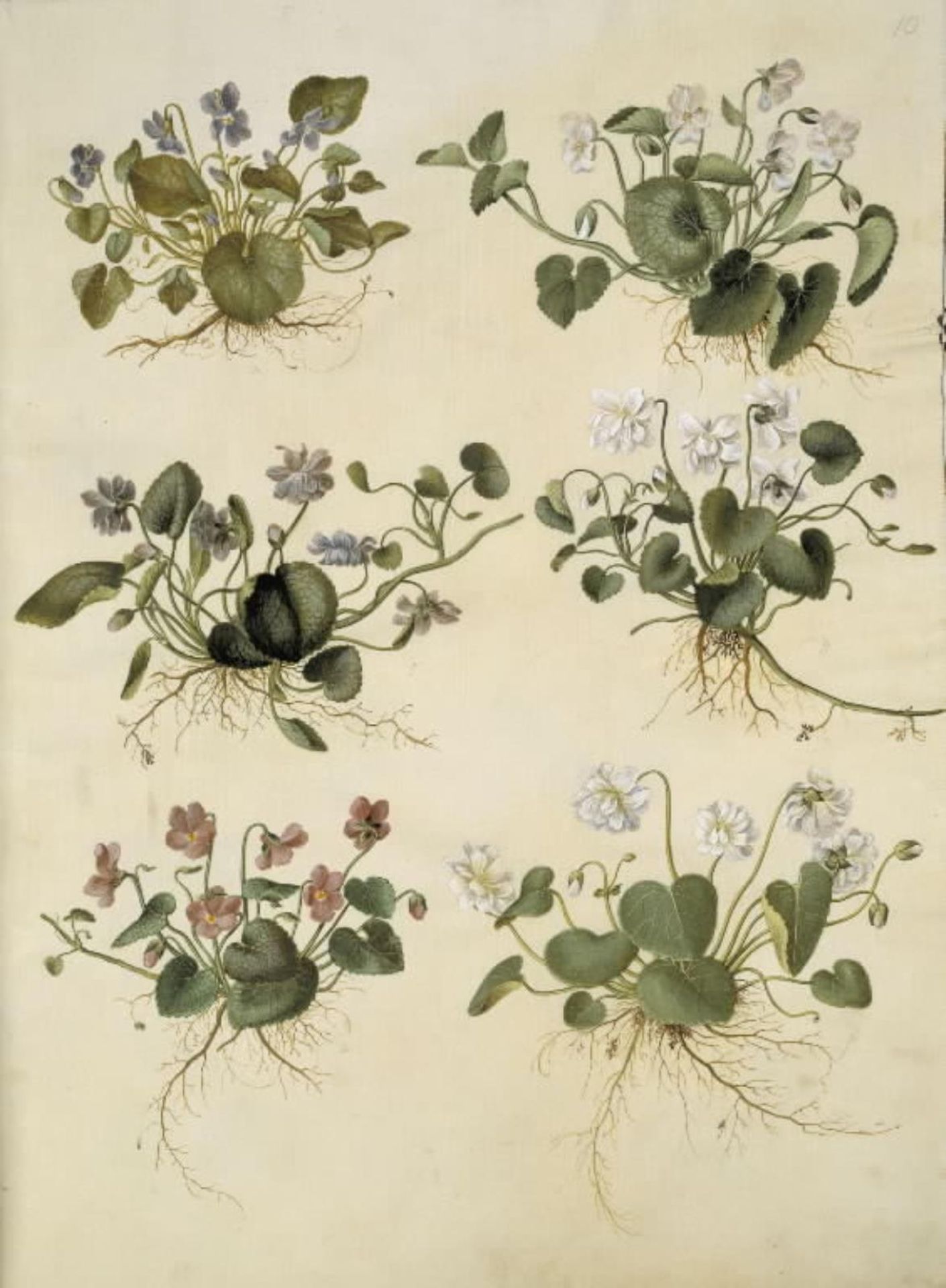 Viola odorata (marts-viol) by Hans Simon Holtzbecker