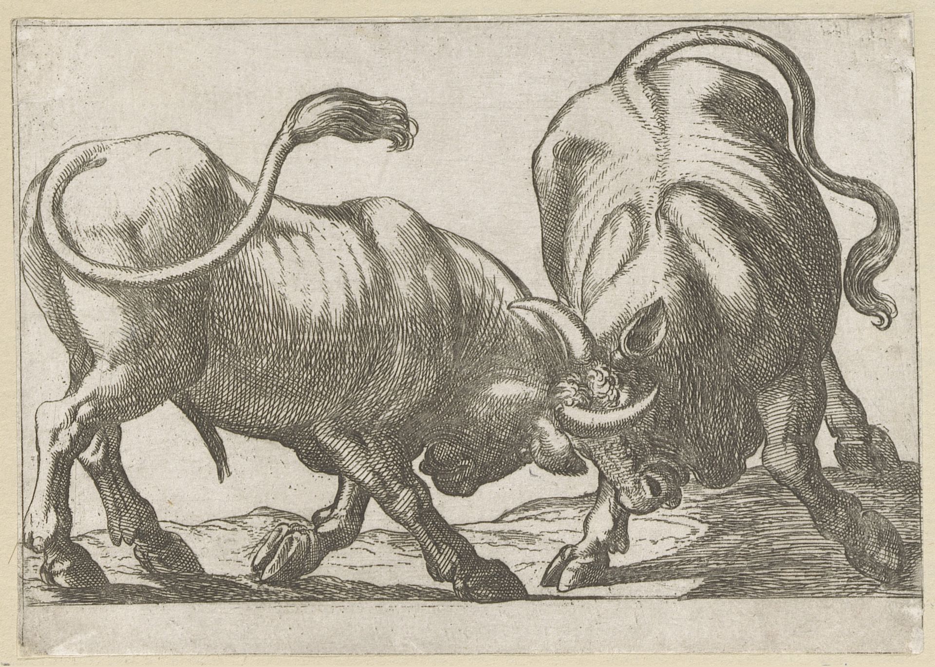Twee vechtende stieren by Antonio Tempesta
