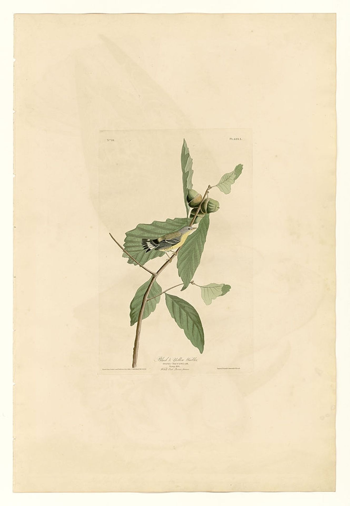Plate 50. Black & Yellow Warbler by John James Audubon