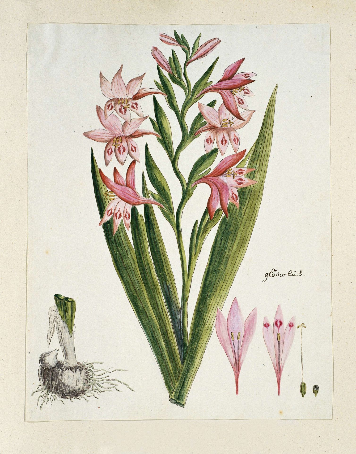 Gladiolus carneus D. Delarochev (Painted lady) by Robert Jacob Gordon