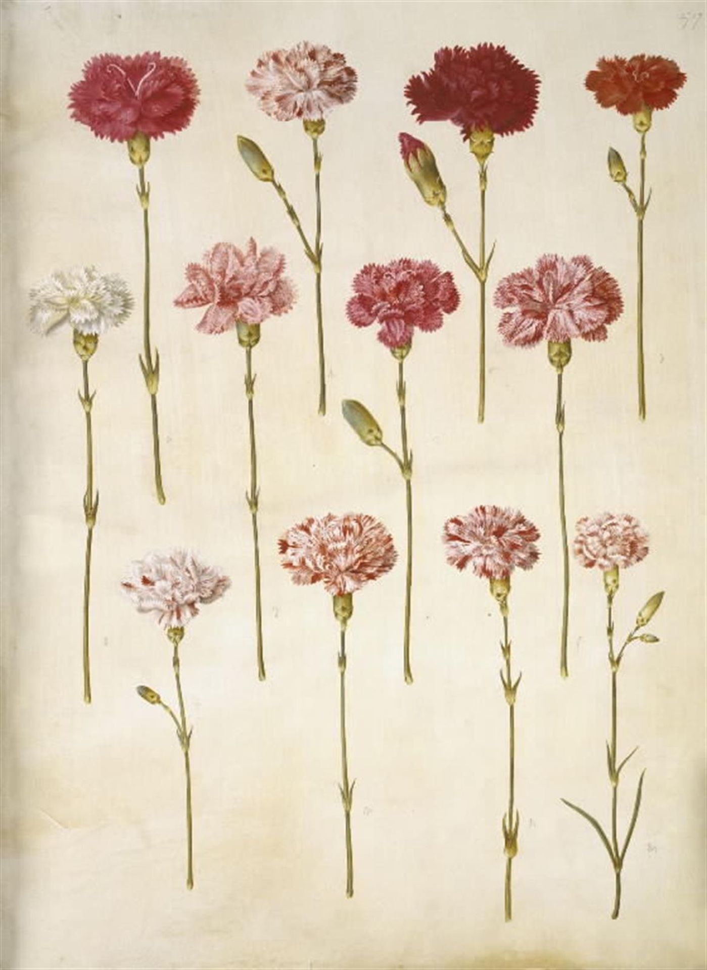 Dianthus caryophyllus (have-nellike) by Hans Simon Holtzbecker