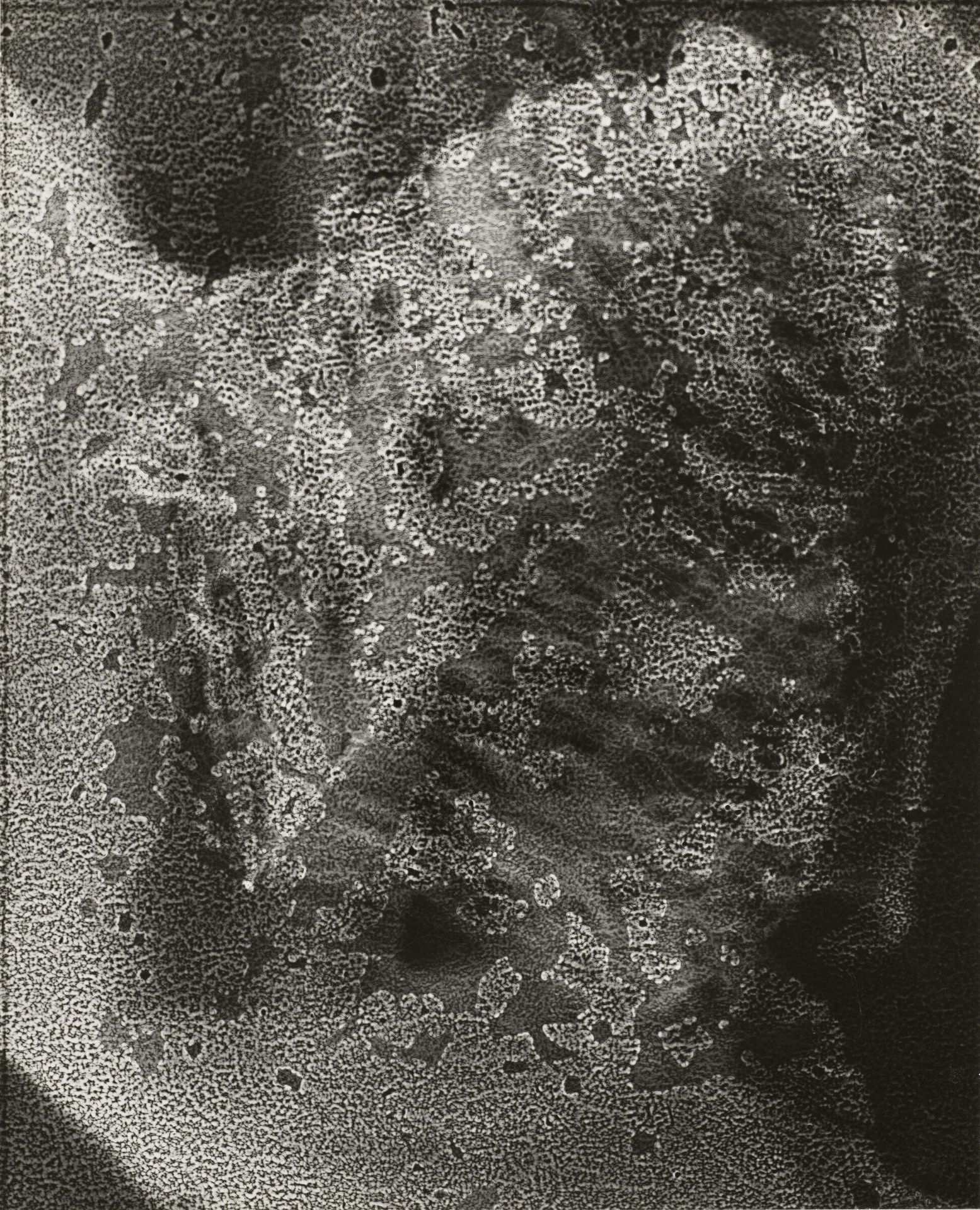 Metamorphosis of an Ostrich Feather from the "Lido" (Paris) by Anneliese Hager