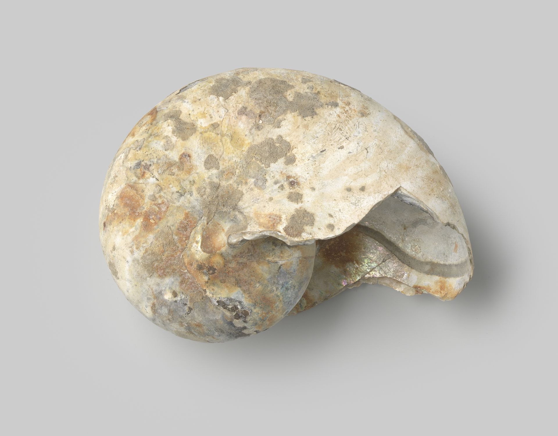 Nautilus pompilius shell from the wreck of the Dutch East India ship Witte Leeuw by niet van toepassing