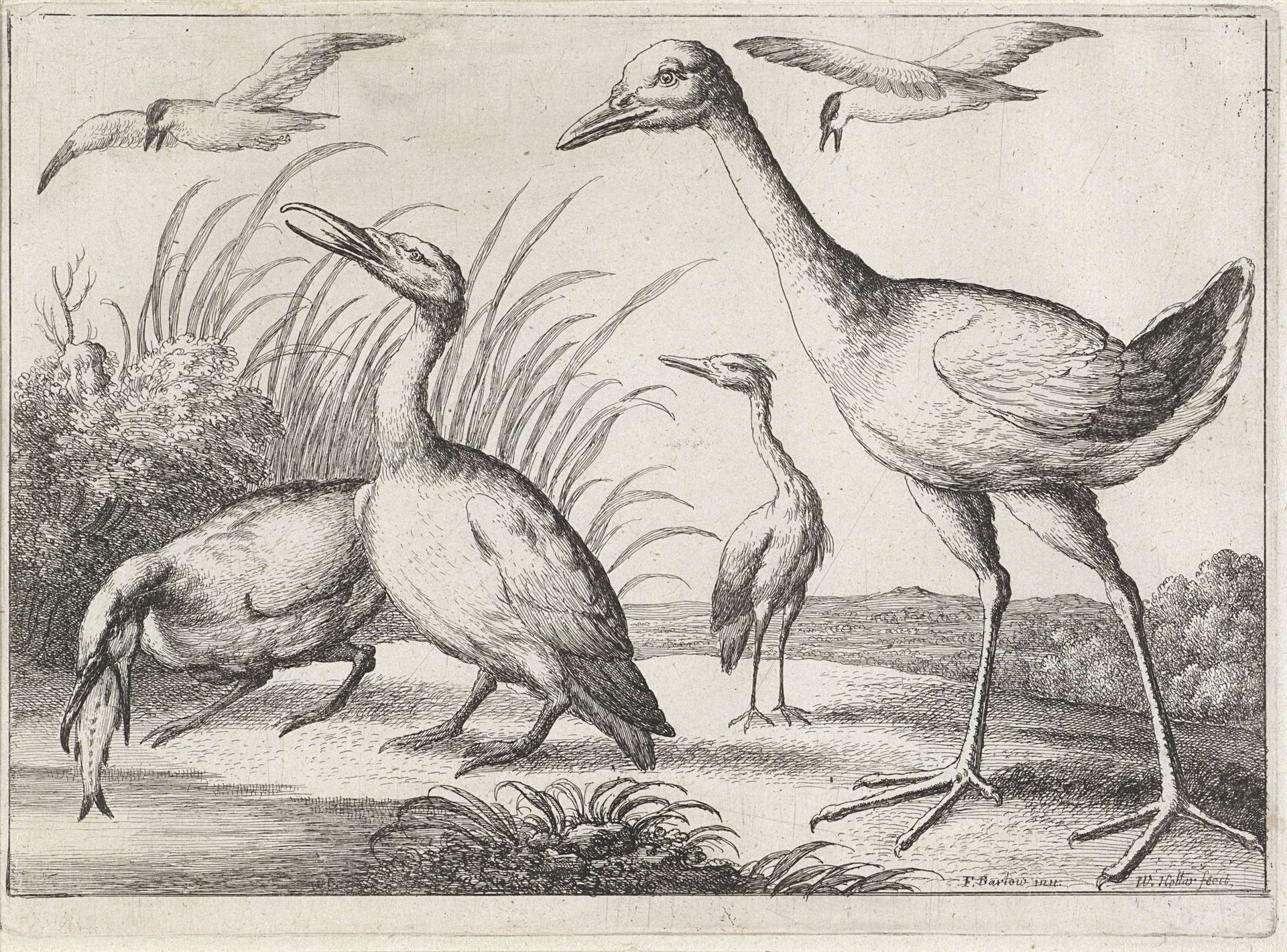 Watervogels by Wenceslaus Hollar