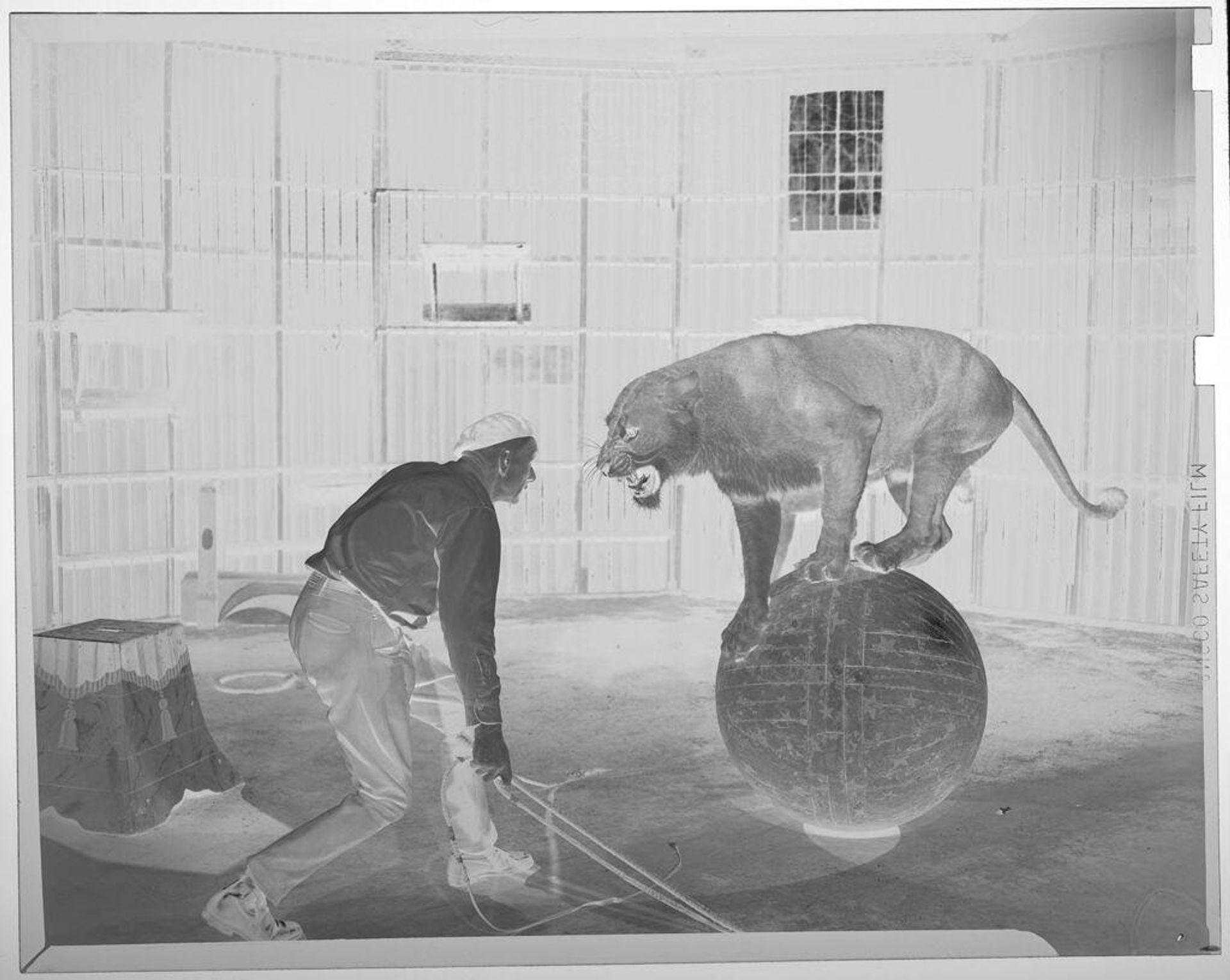 Untitled (lion on large ball next to trainer) by Jack Gould