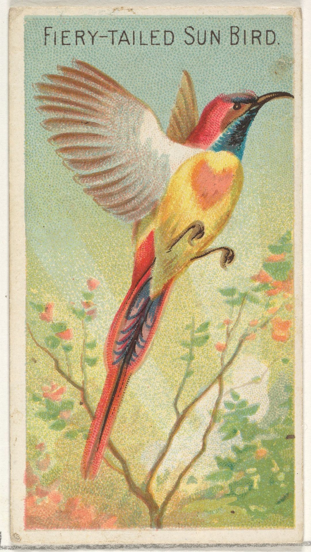 Fiery-Tailed Sun Bird, from the Birds of the Tropics series (N5) for Allen & Ginter Cigarettes Brands by Allen & Ginter