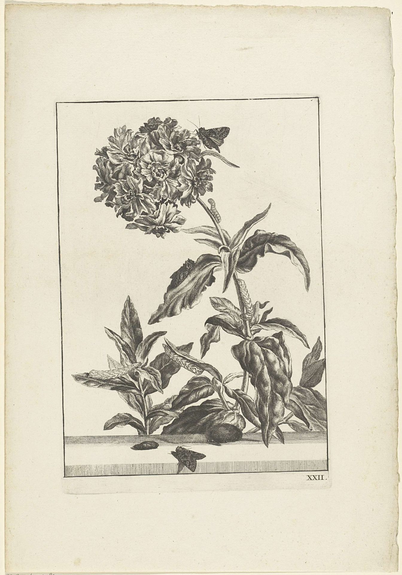 Bloeiende plant met rupsen en vlinders by Jacob l' (II) Admiral