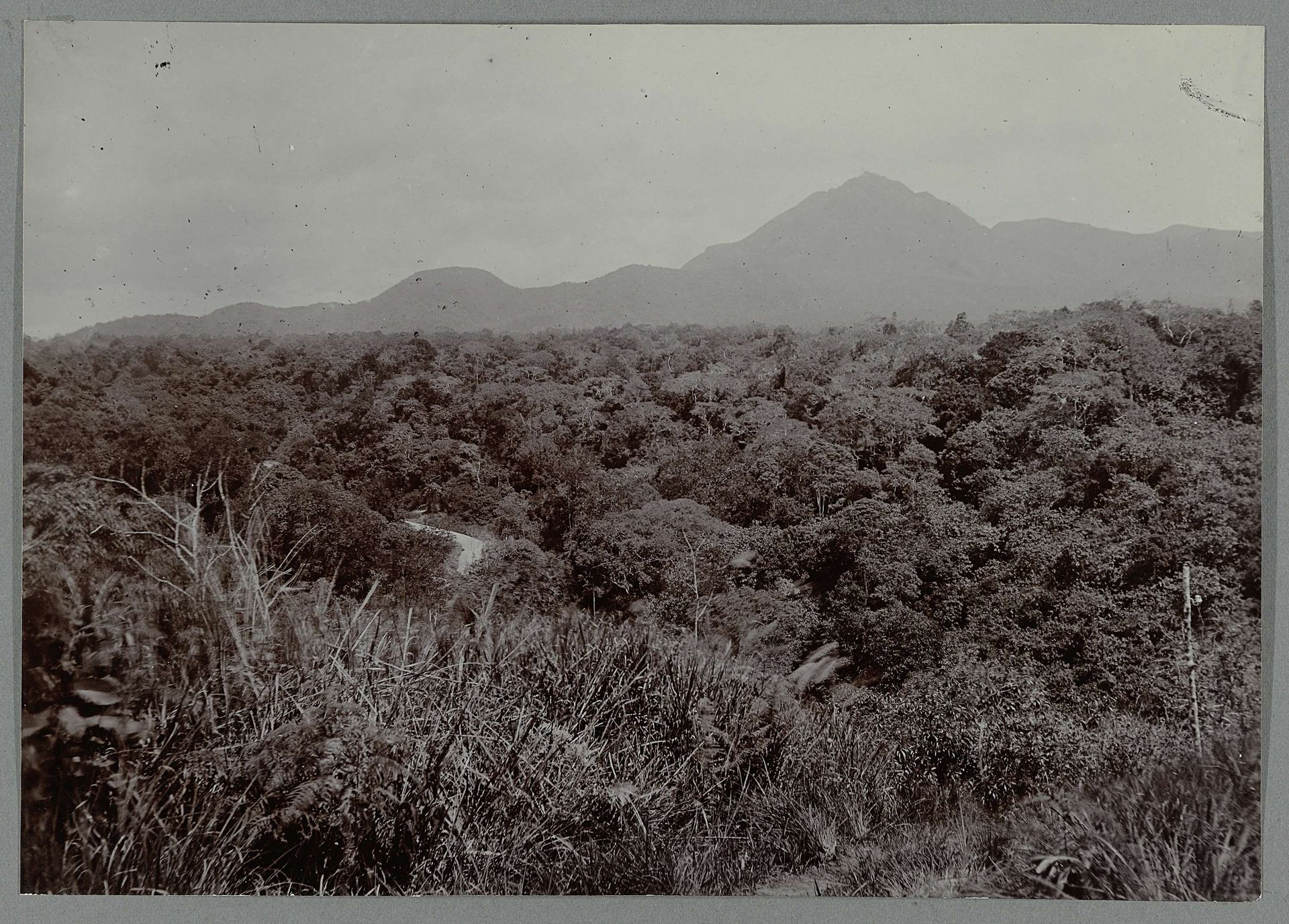 Boslandschap by Anonymous