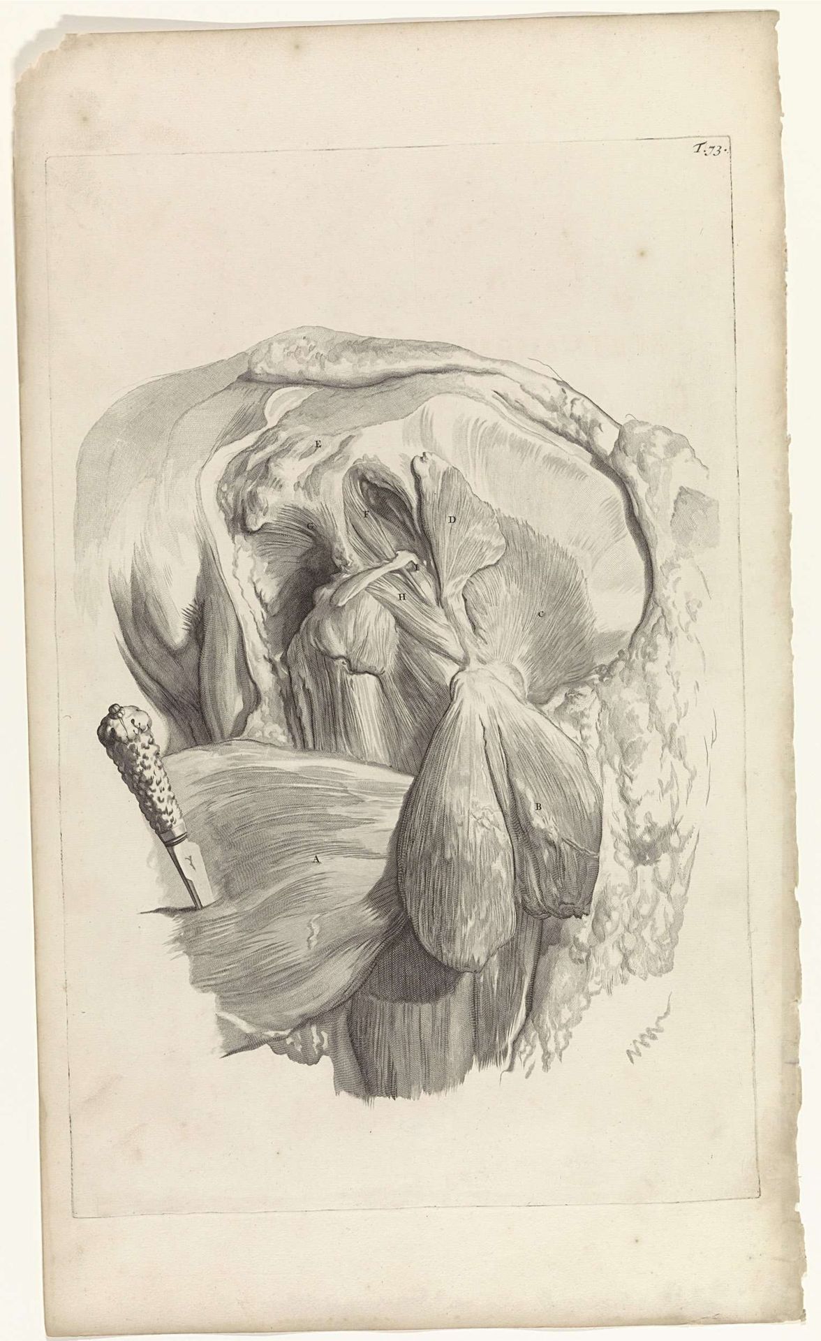 Tweede anatomische studie van de spieren van het linkerdijbeen en de heup by Pieter van Gunst