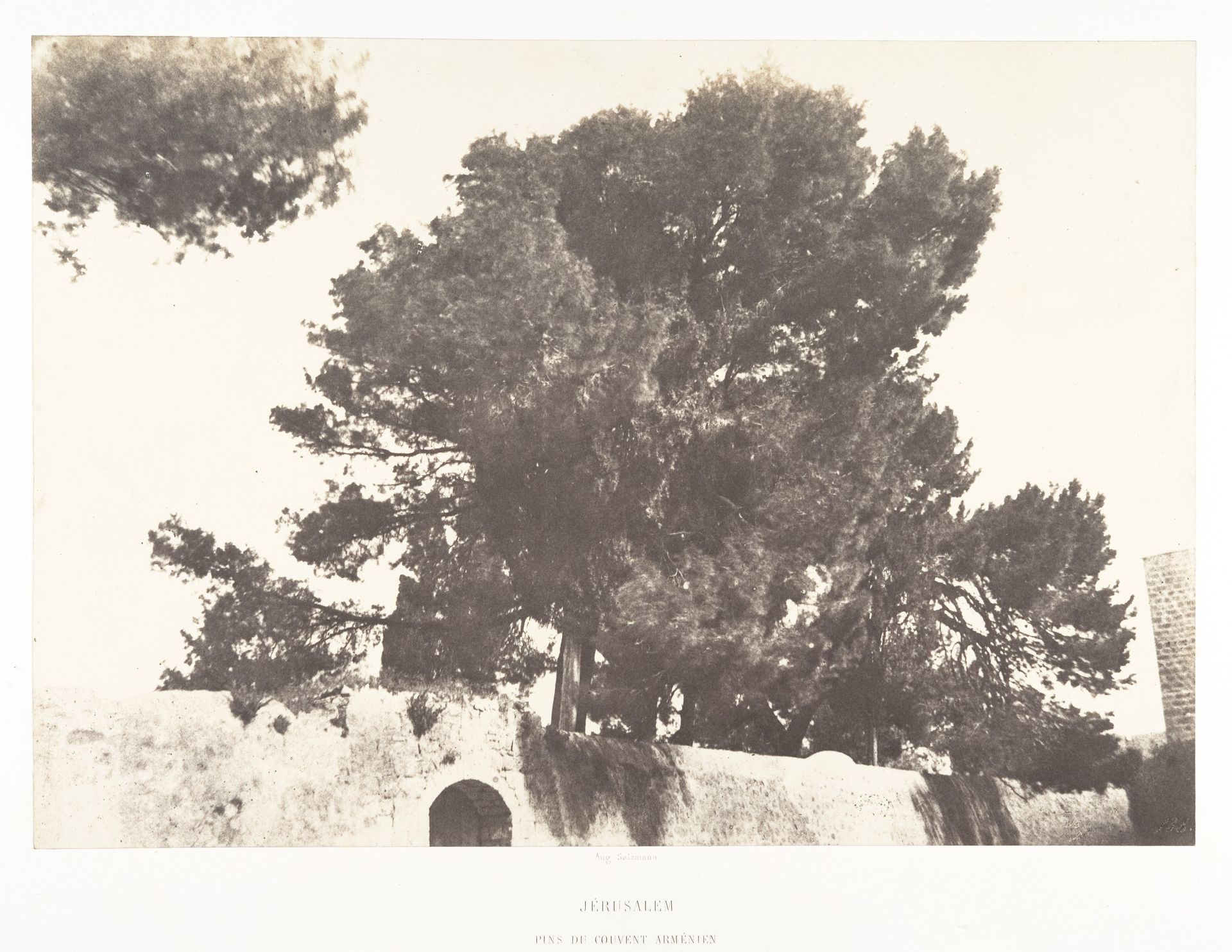 Jérusalem, Pins du Couvent arménien by Auguste Salzmann