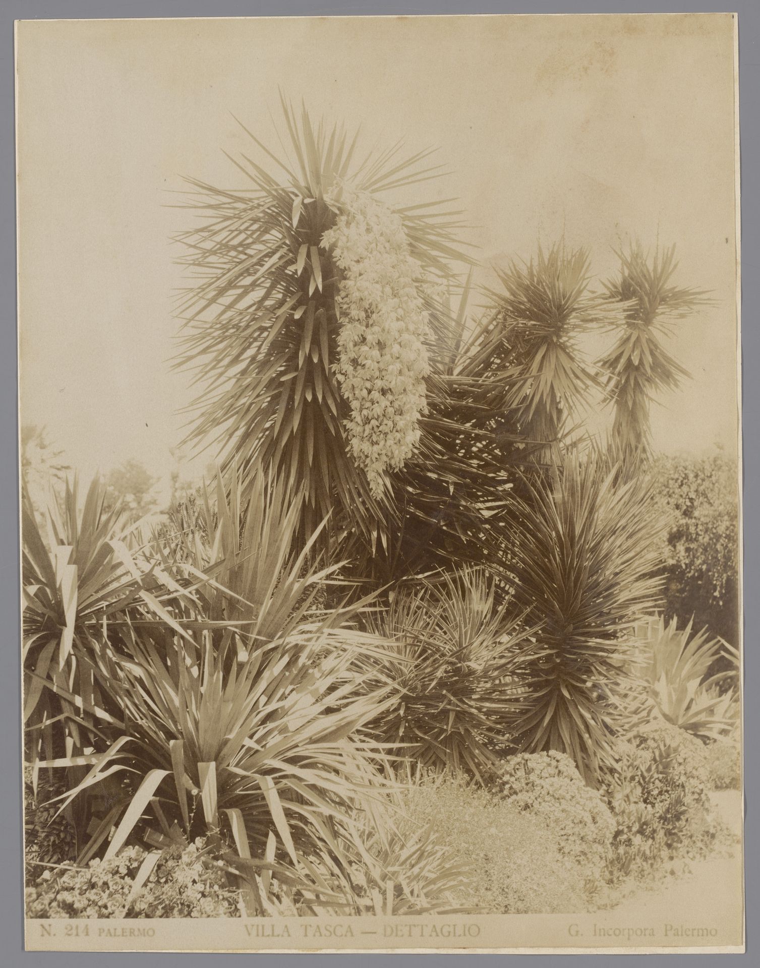Bomen en struikgewas in de tuin van Villa Tasca in Palermo by Giuseppe Incorpora