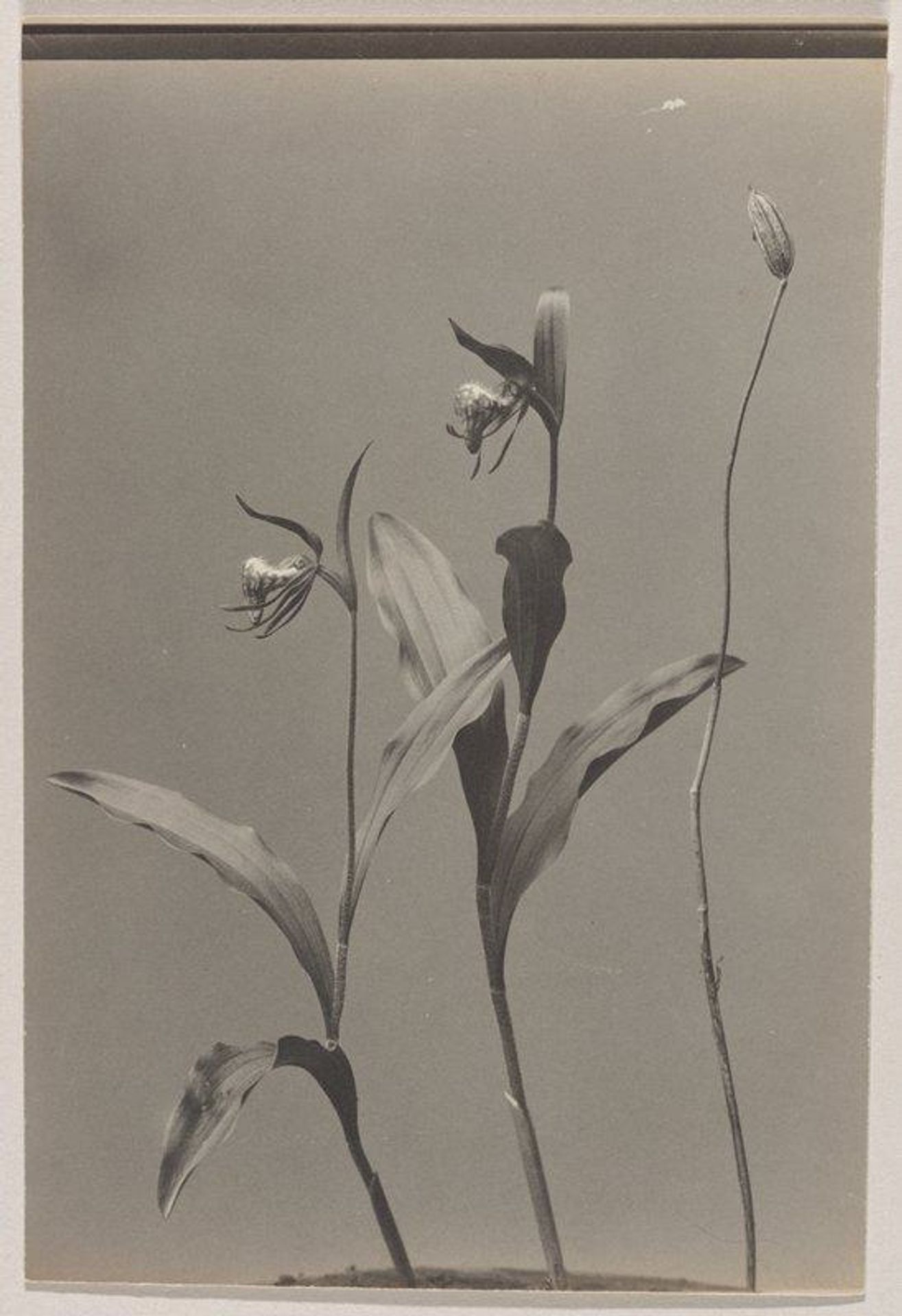 Cypripedium arietinum- Ram's Head by Edwin Hale Lincoln