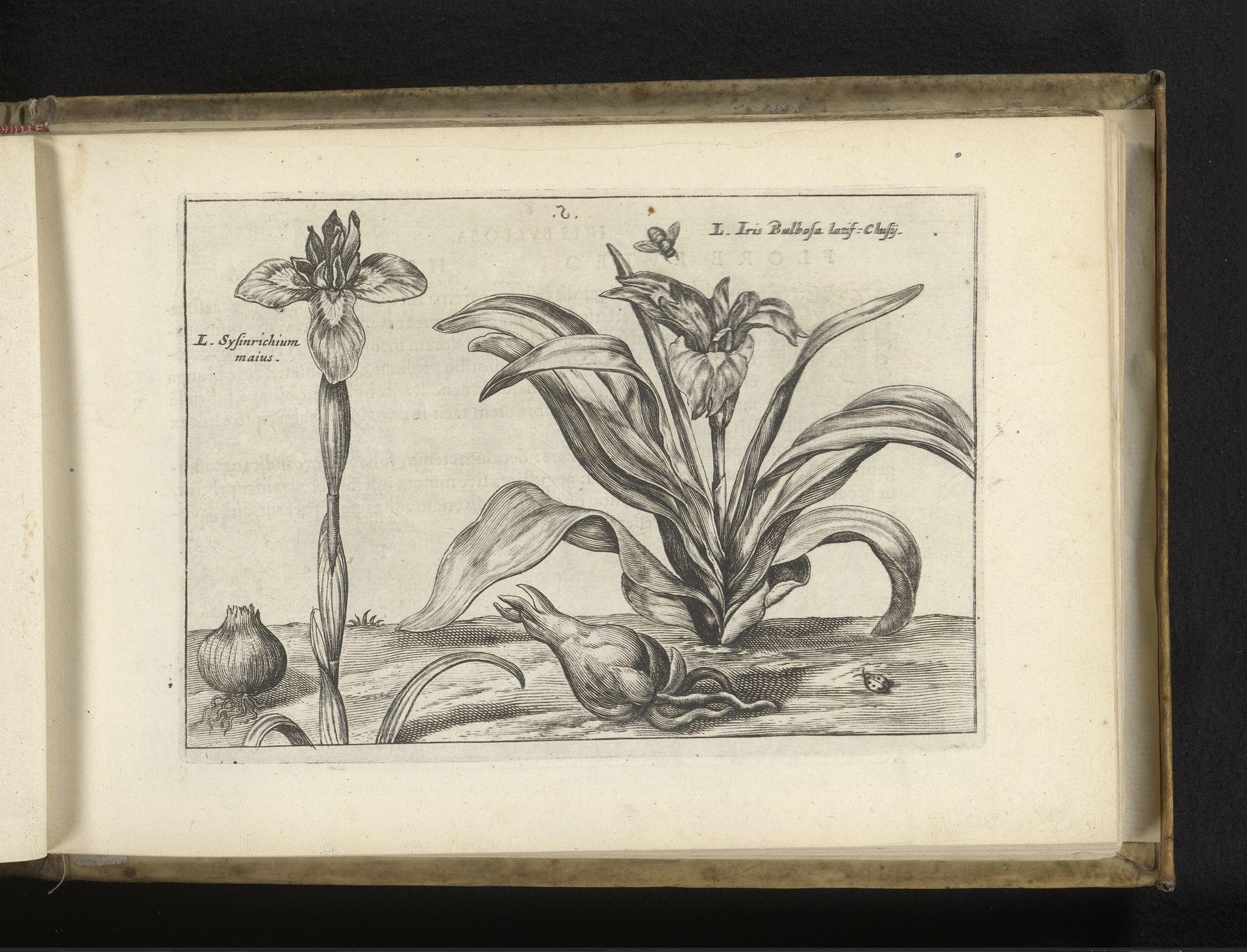Twee soorten irissen by Crispijn van de (II) Passe
