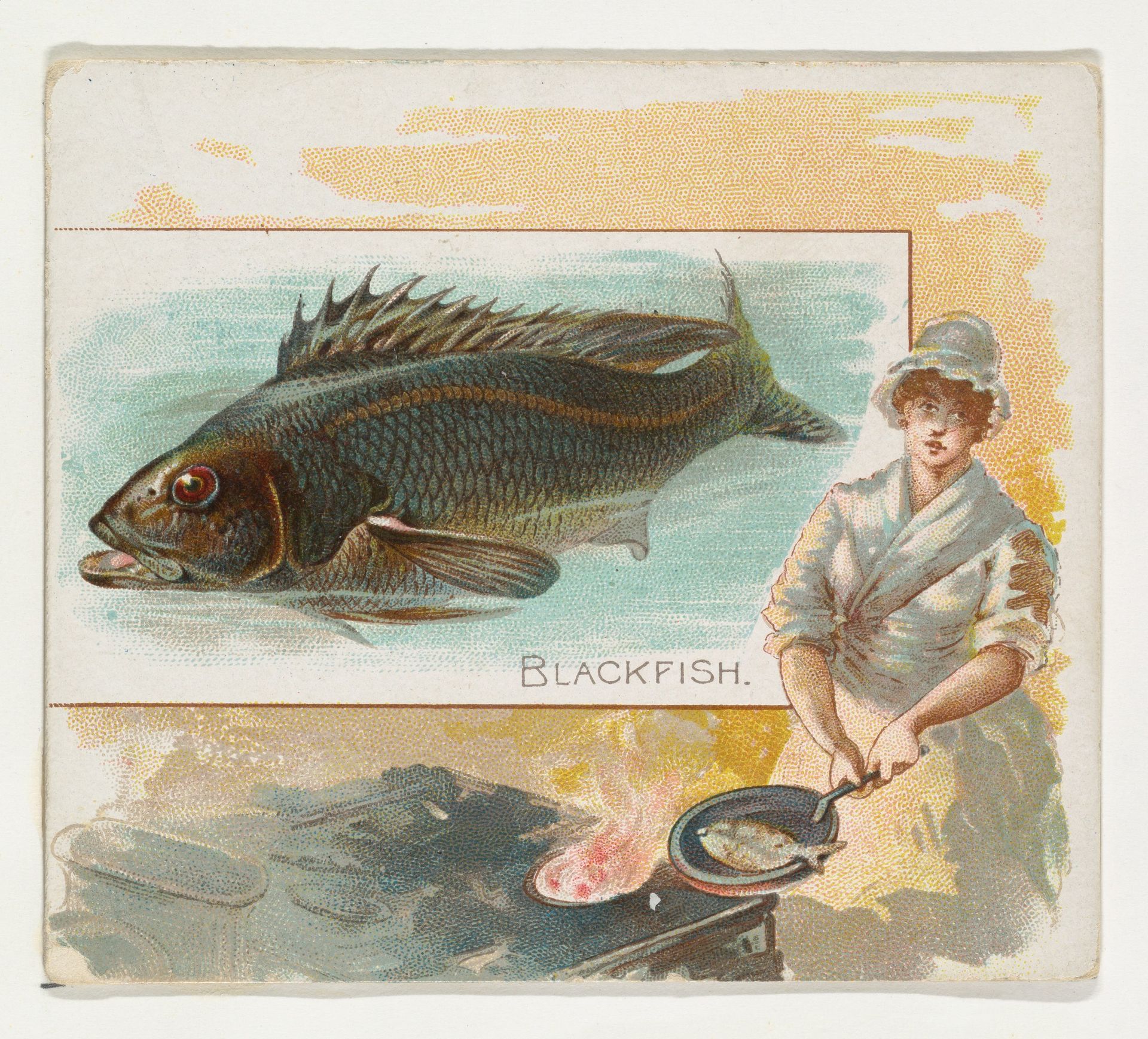 Blackfish, from Fish from American Waters series (N39) for Allen & Ginter Cigarettes by Allen & Ginter