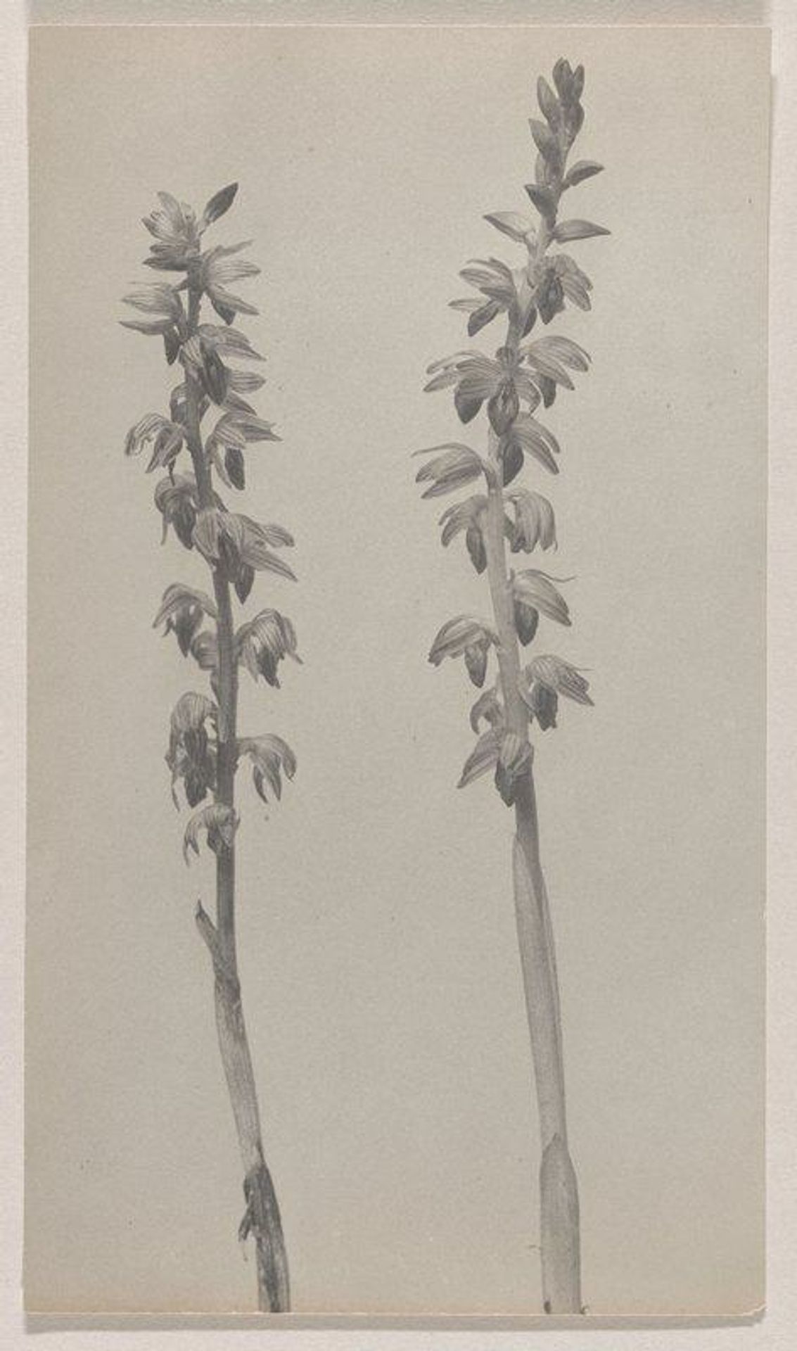 Corallorrhiza striata- Striped Coral Root by Edwin Hale Lincoln