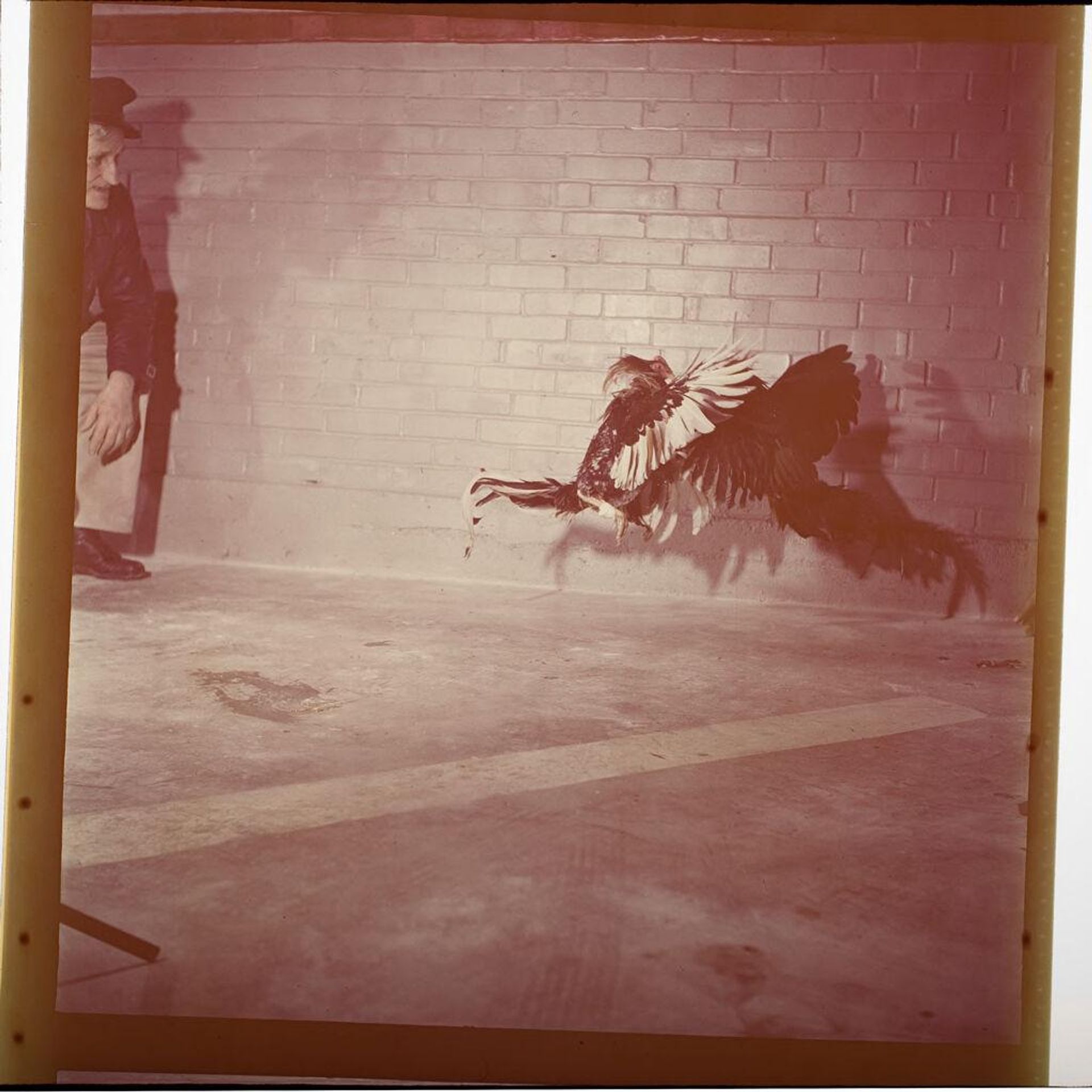 Untitled (two birds cockfighting) by Jack Gould
