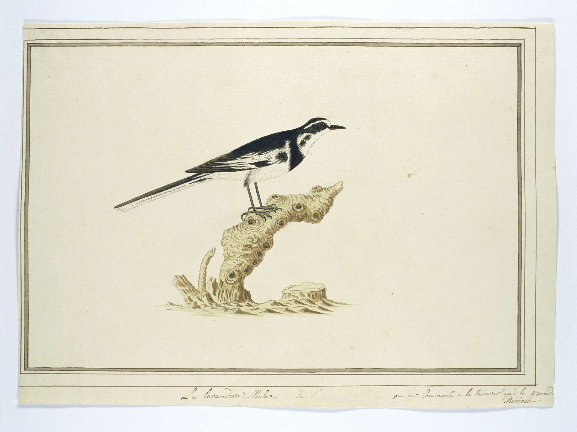 Motacilla aguimp (African pied wagtail) by Robert Jacob Gordon