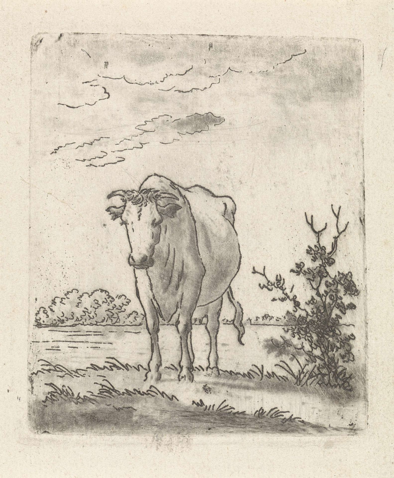 Koe, van voren by Pieter Janson