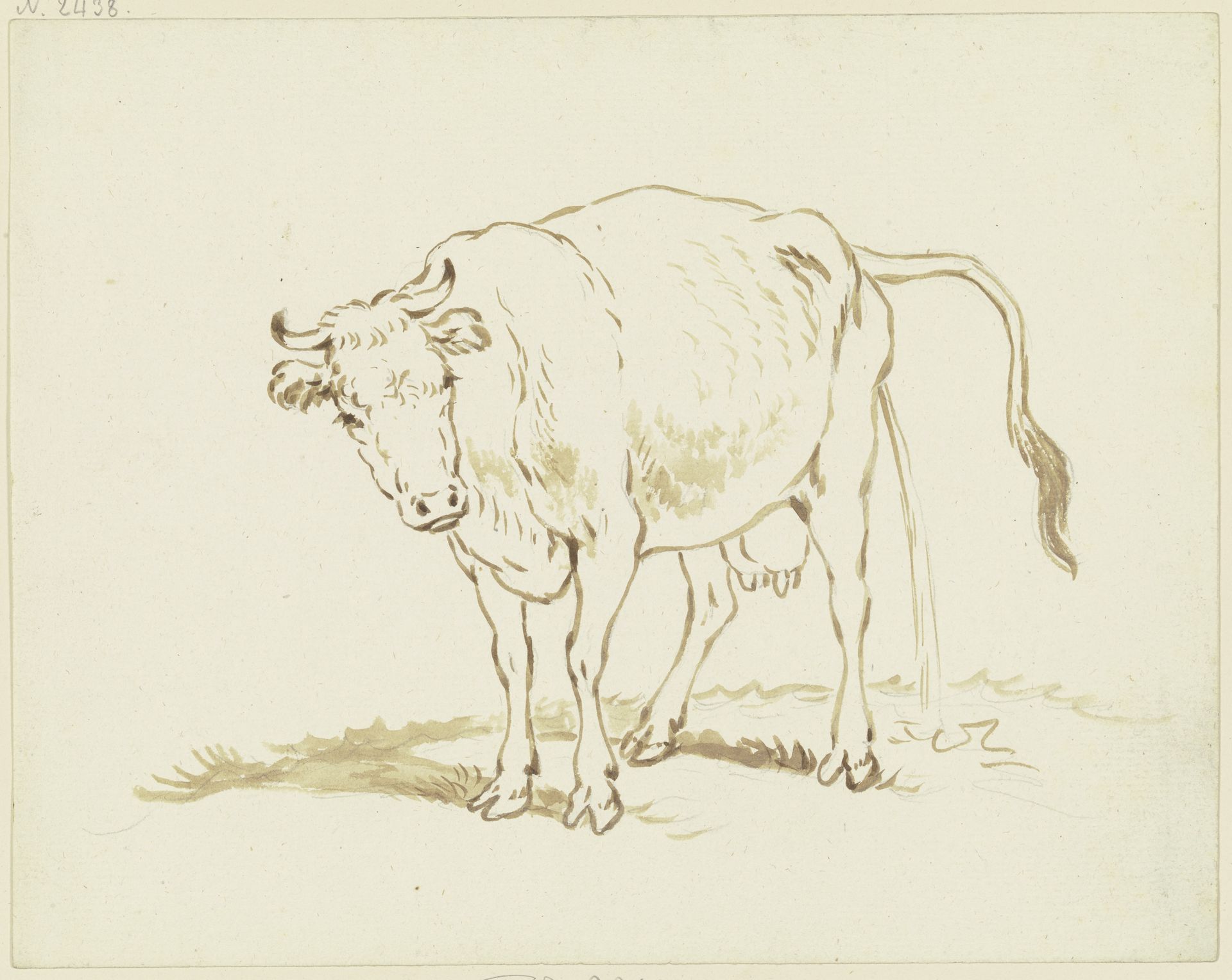Pissende Kuh nach links, in Verkürzung halb von vorn gesehen by Friedrich Wilhelm Hirt