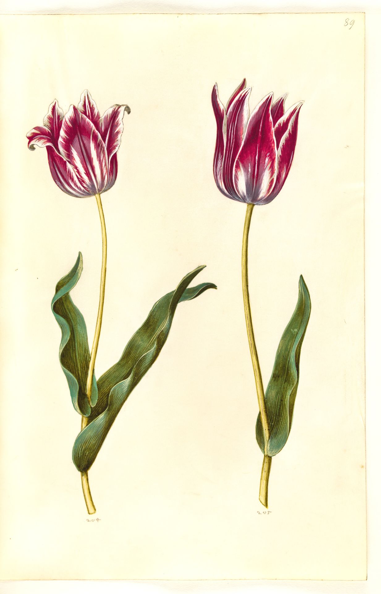 Tulipa gesneriana (have-tulipan) by Hans Simon Holtzbecker