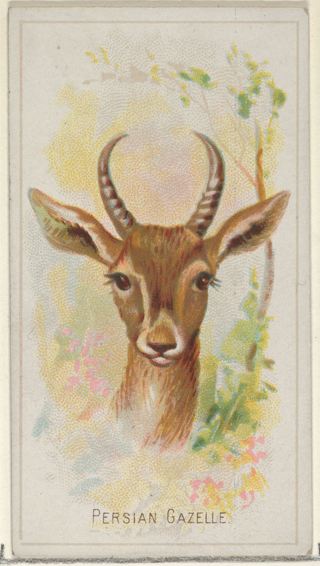 Persian Gazelle, from the Wild Animals of the World series (N25) for Allen & Ginter Cigarettes by Allen & Ginter