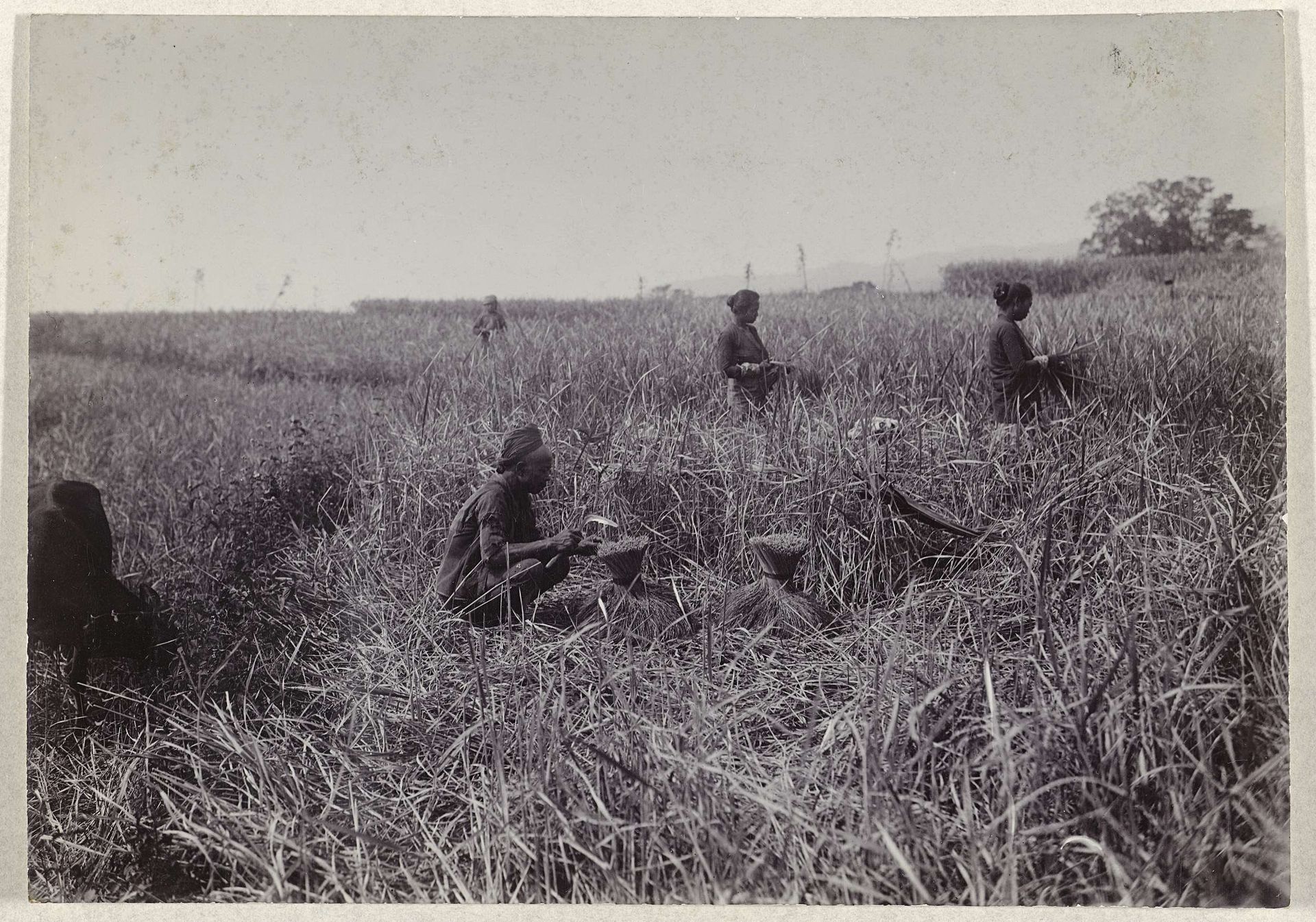 Snijden en oogsten van padie in een groot veld by Atelier Kurkdjian