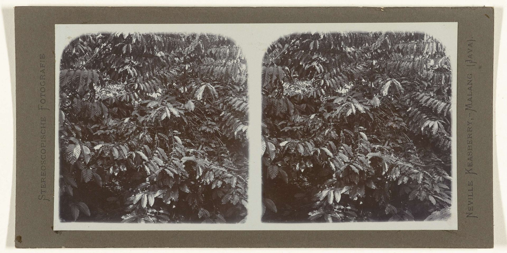 Vruchtdragende Robusta koffiestruik by Neville Keasberry