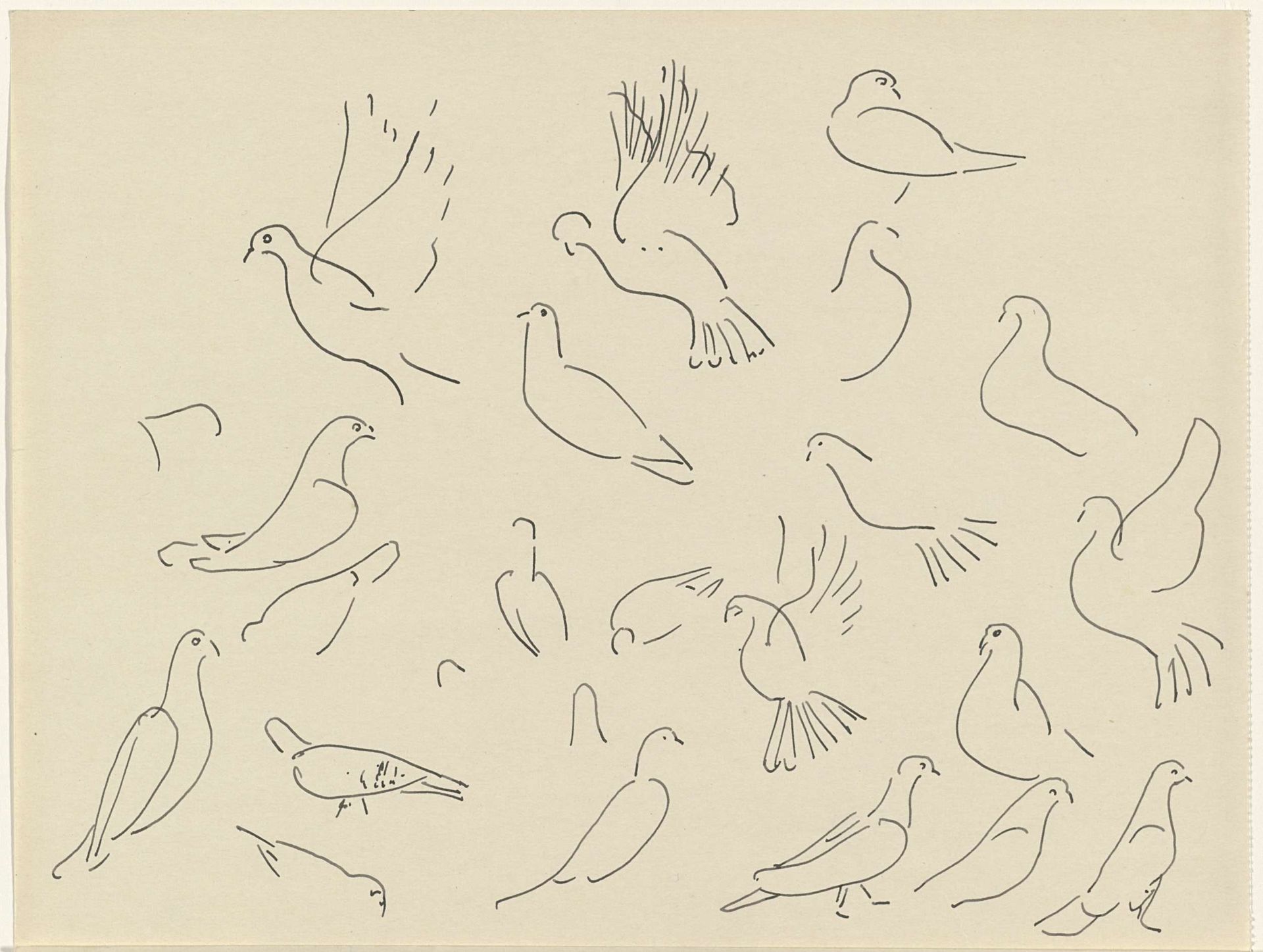 Studies van duiven by Carel Adolph Lion Cachet