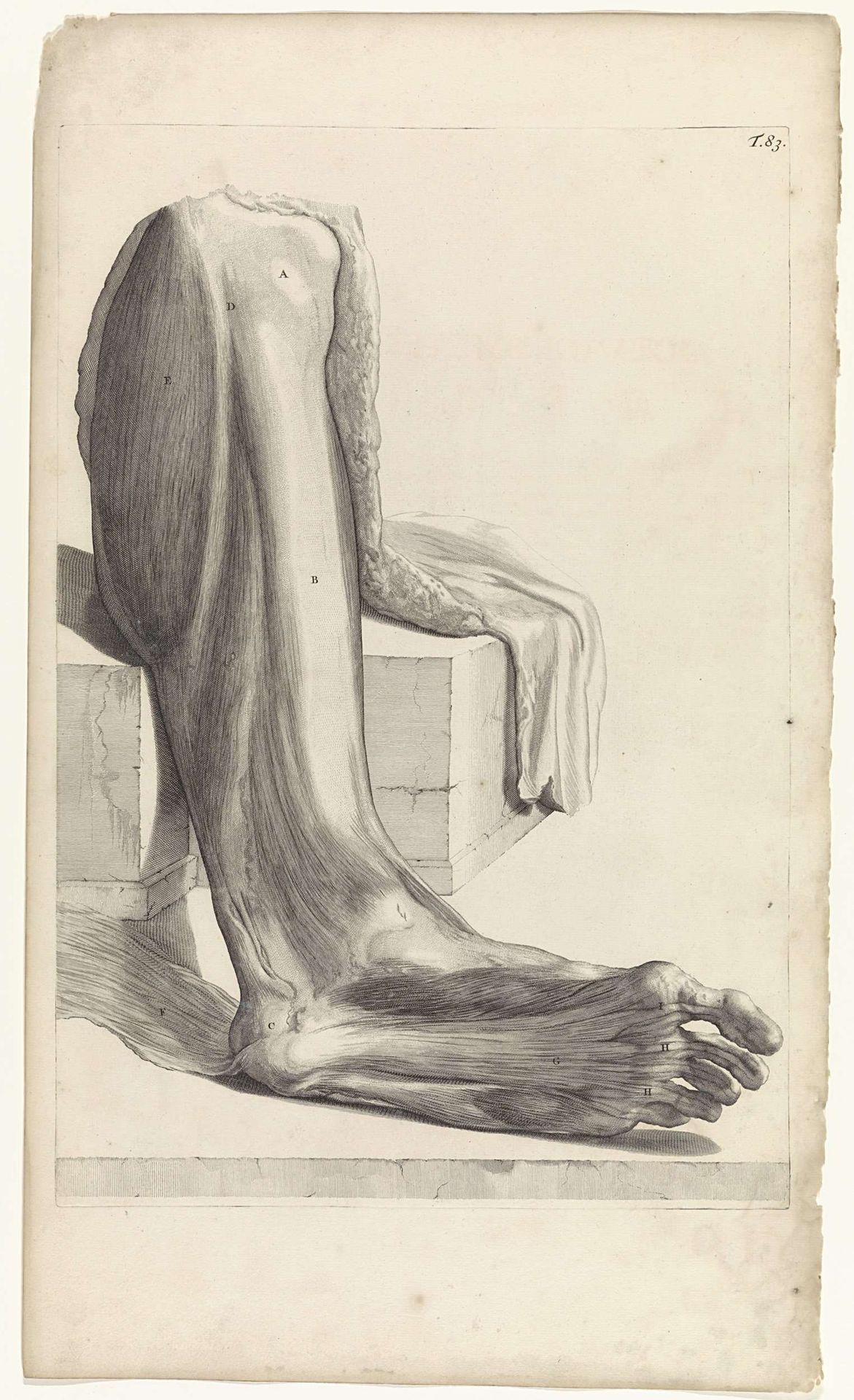 Anatomische studie van de onderkant van de rechtervoet by Pieter van Gunst