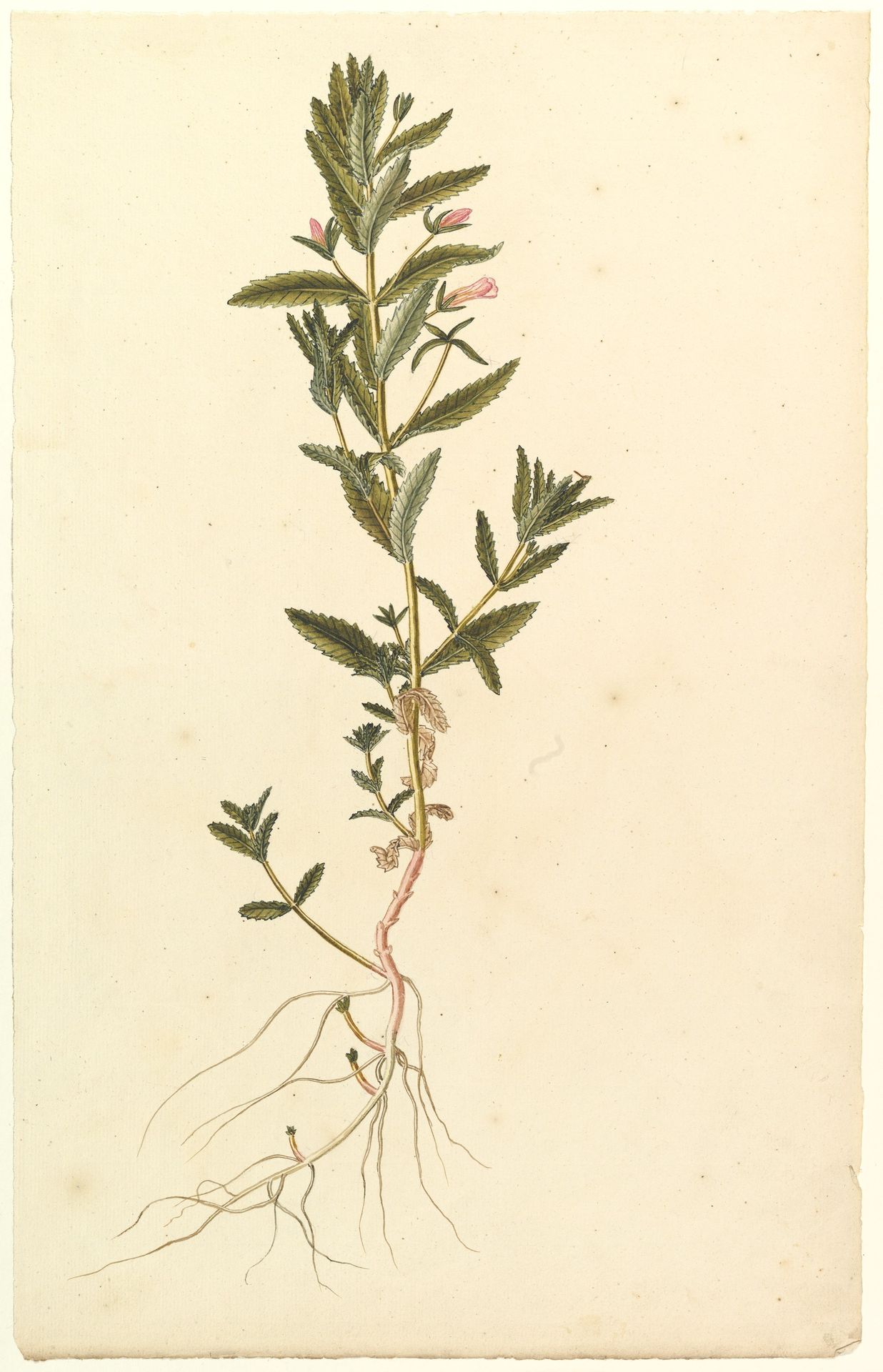 Botanical Study by Anonymous