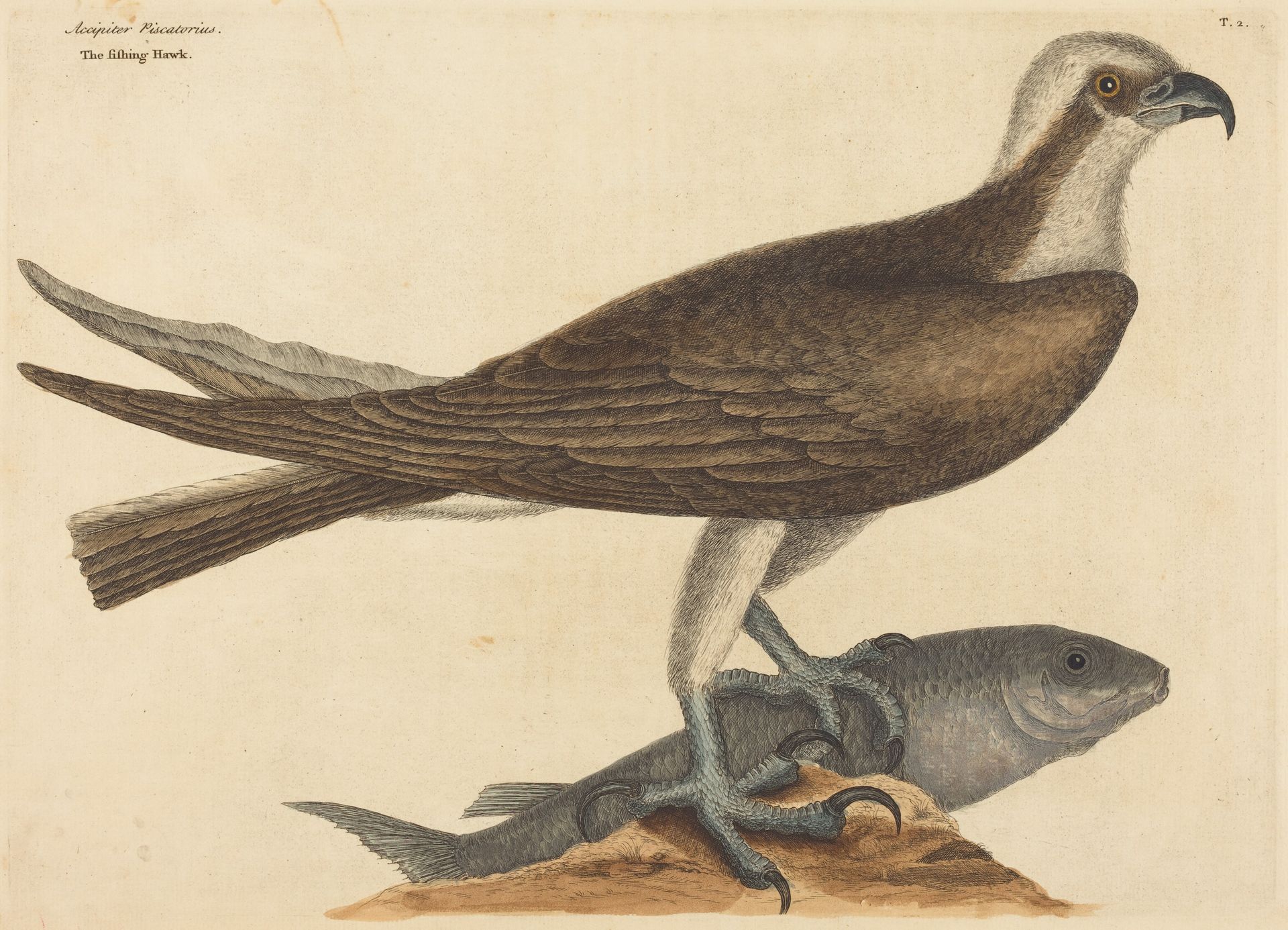 The Fishing Hawk (Falco haliaetus) by Mark Catesby