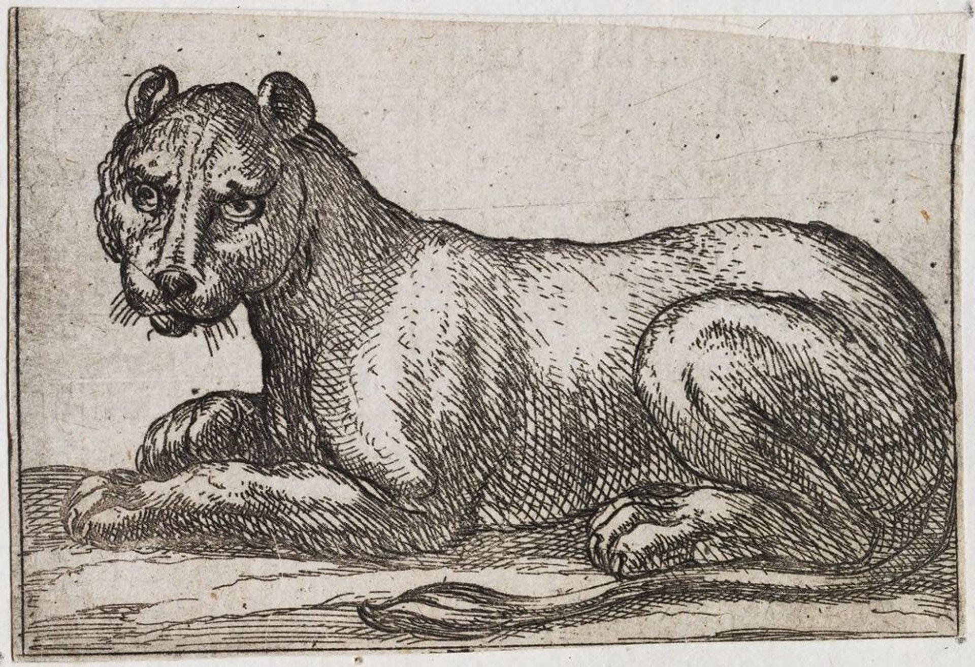 Seated Lioness by Antonio Tempesta