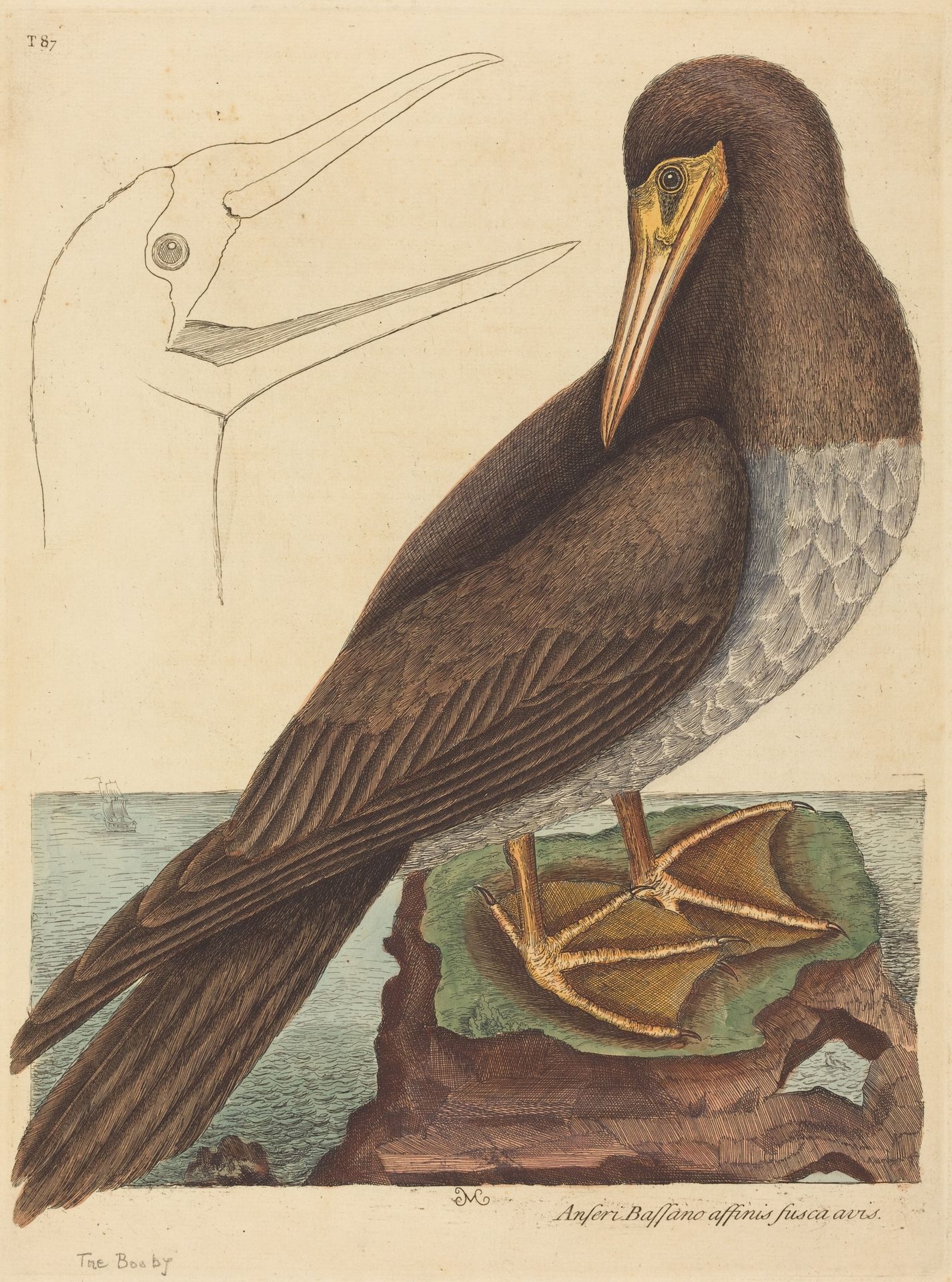 The Booby (Pelecanus Sula) by Mark Catesby